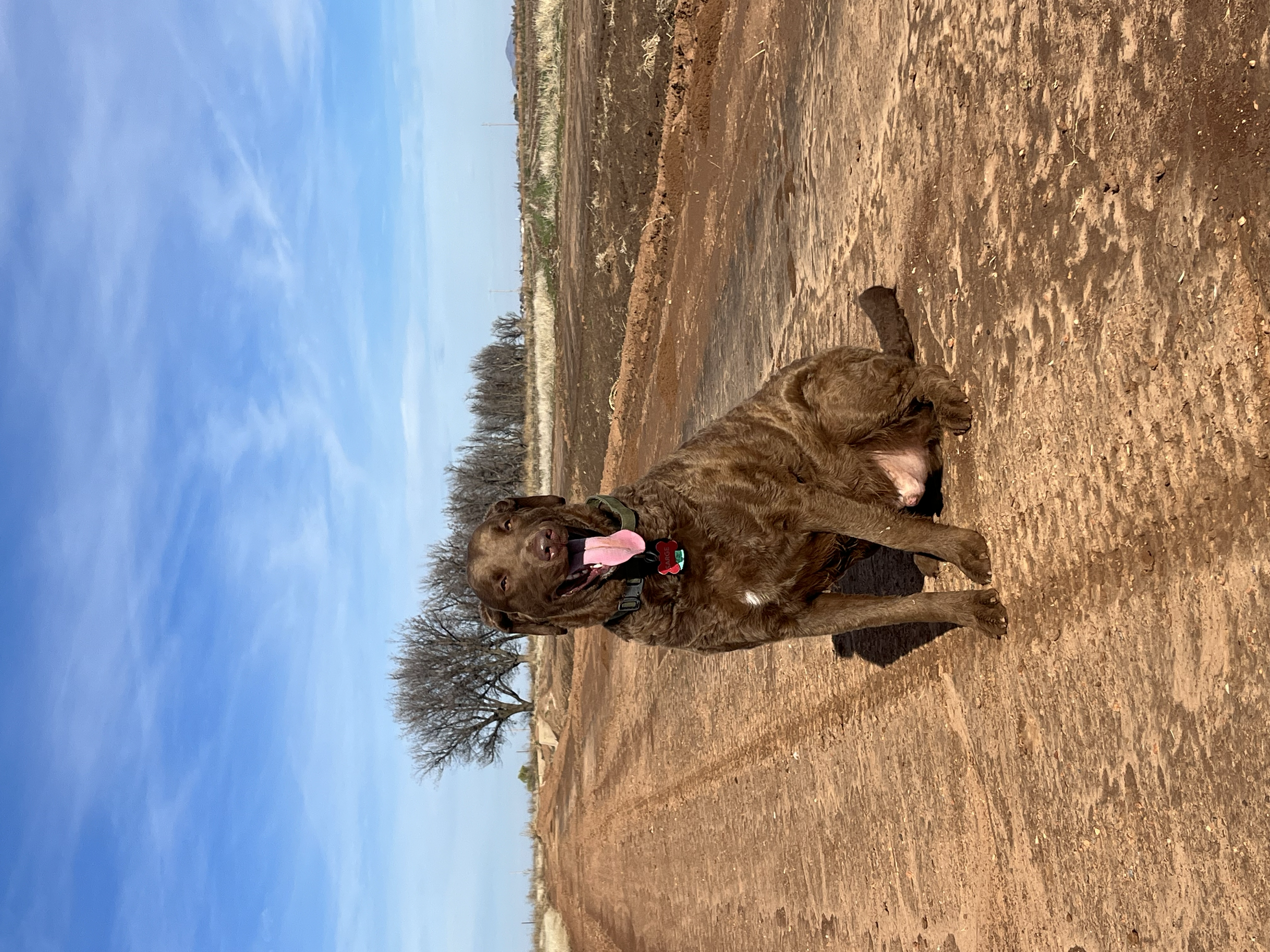 A brown dog with curly fur laying on dirt ground outdoors under a partly cloudy sky with trees in the background.