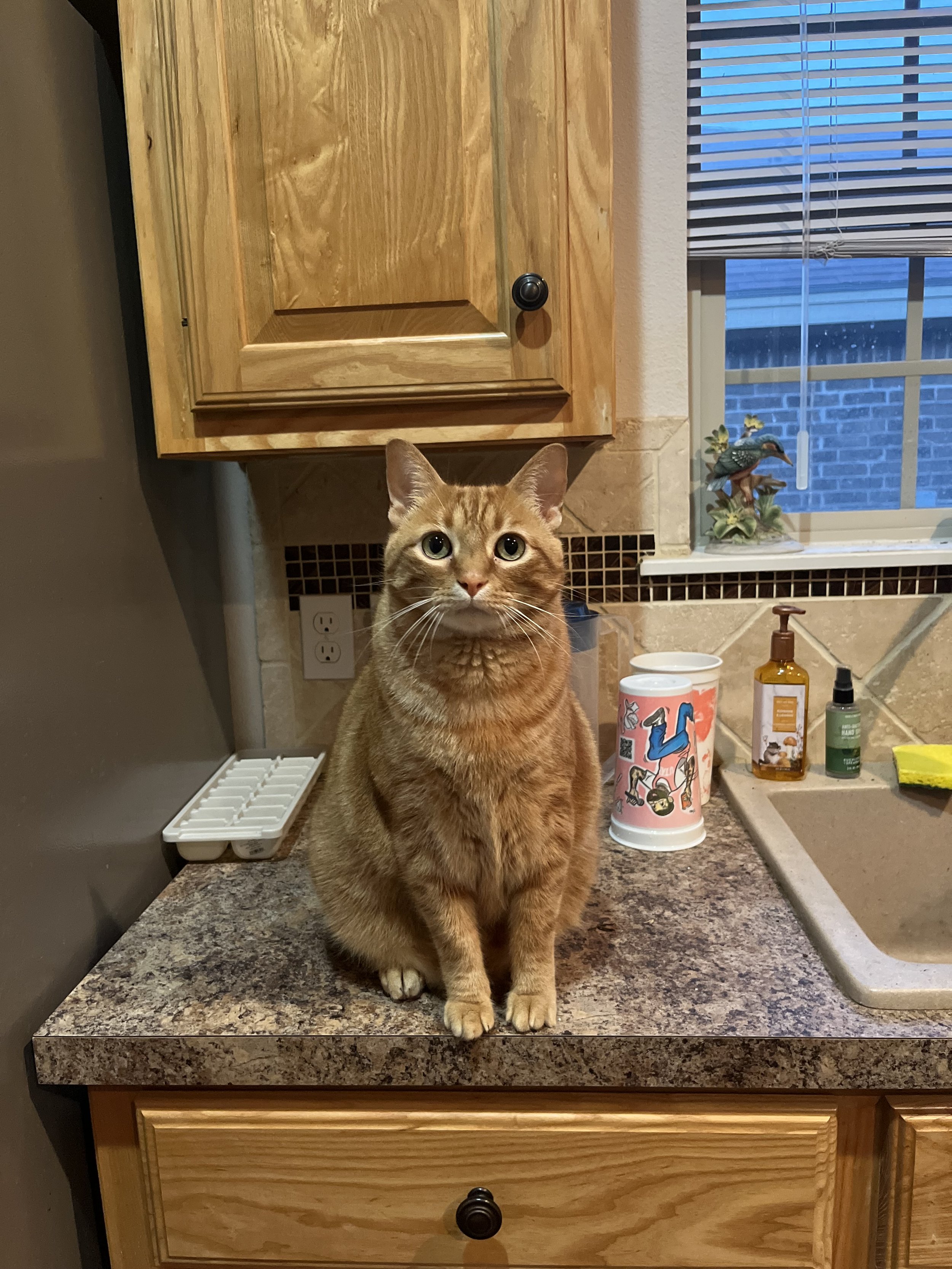 An orange tabby cat sitting on a kitchen countertop in front of wooden cabinets and a window with blinds. The countertop has various items including a pink cup with illustrations, a brown bottle, and a small spray bottle. Part of a dish soap bottle i
