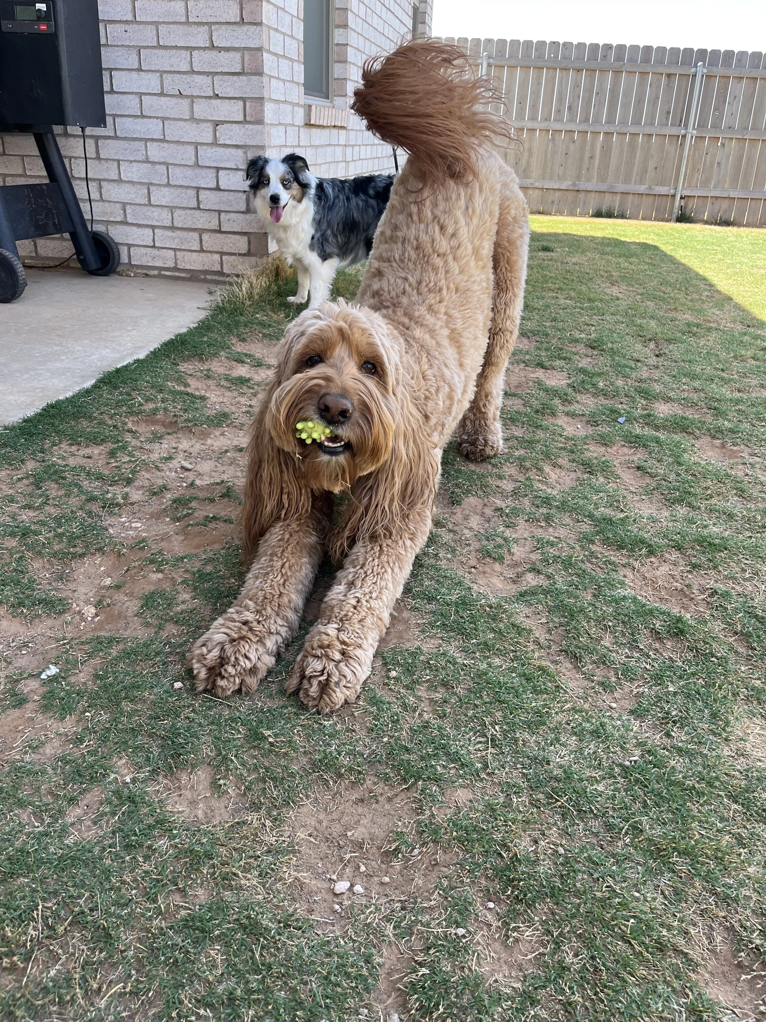 A curly-haired, brown dog lying on the ground holding a yellow ball in its mouth in a backyard. In the background, a black and white dog stands near a brick wall, looking at the camera with its tongue out. There is a wooden fence and a house wall to 