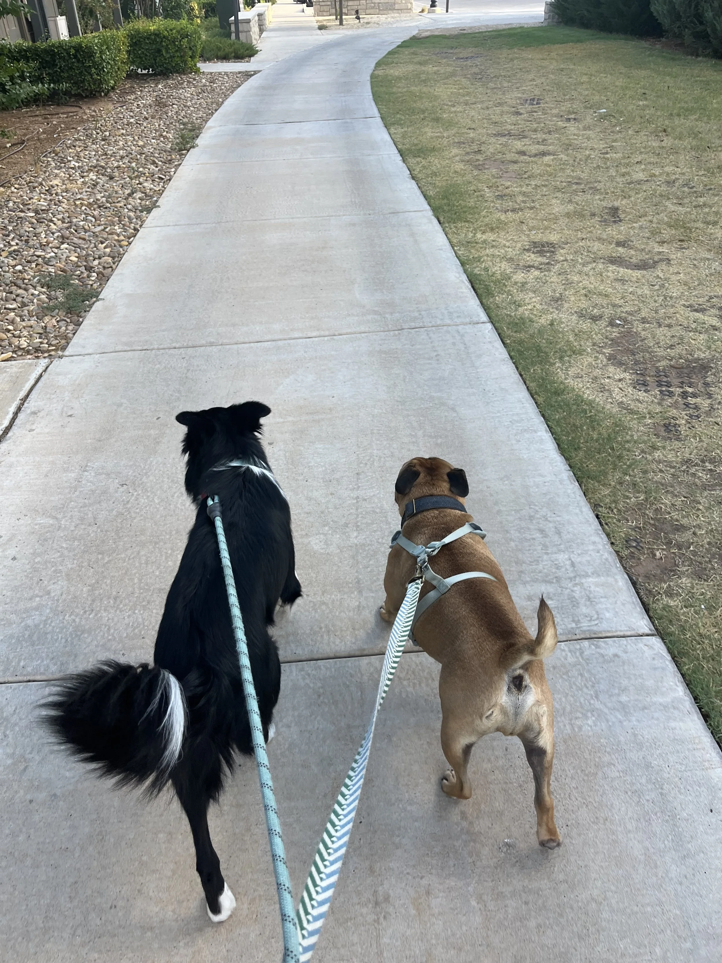 Two dogs on leashes walking on a sidewalk with grass and bushes along the side.