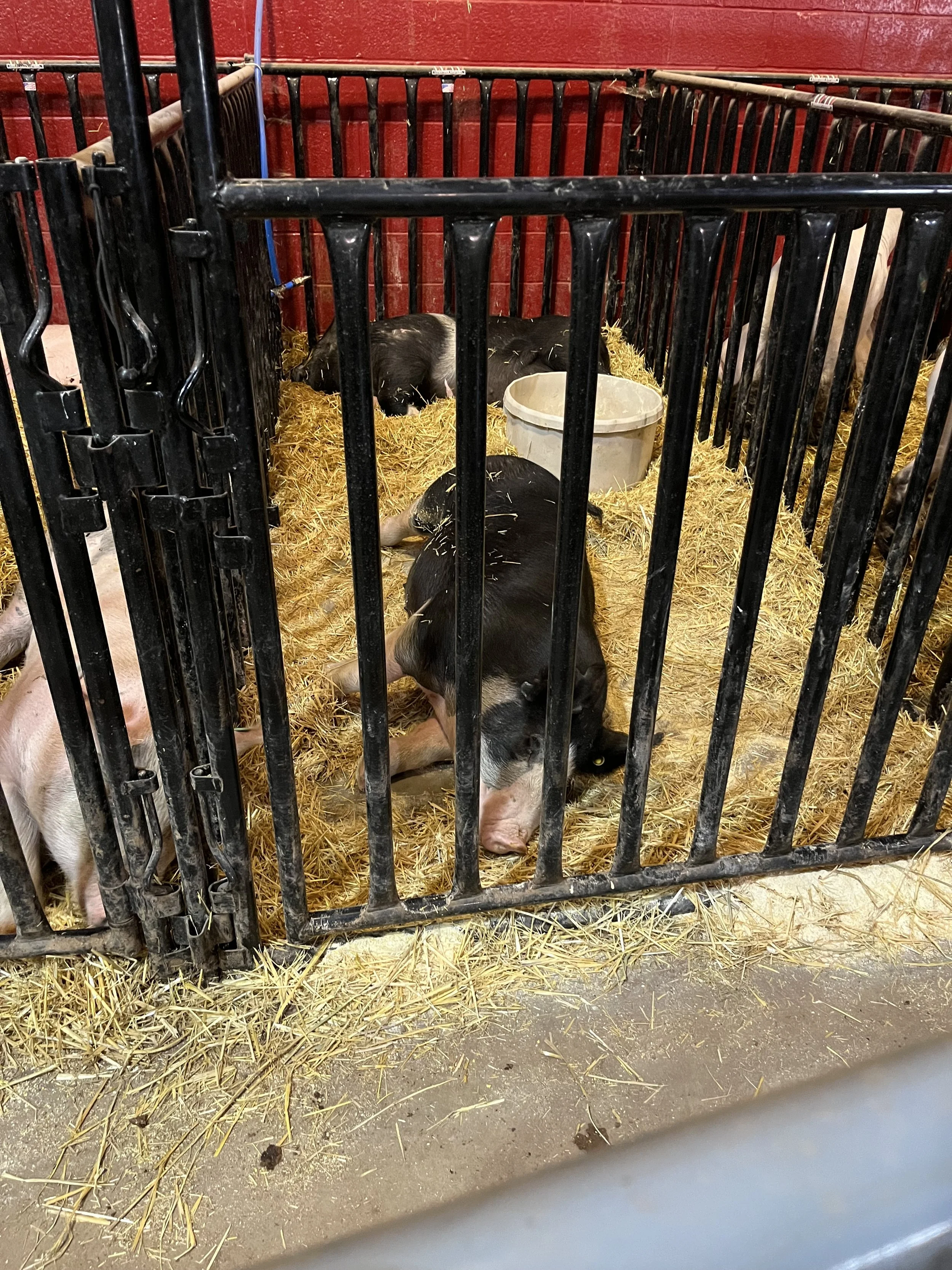 Black pig lying on straw in a small enclosure with metal bars, a white bucket, and a red wall behind.