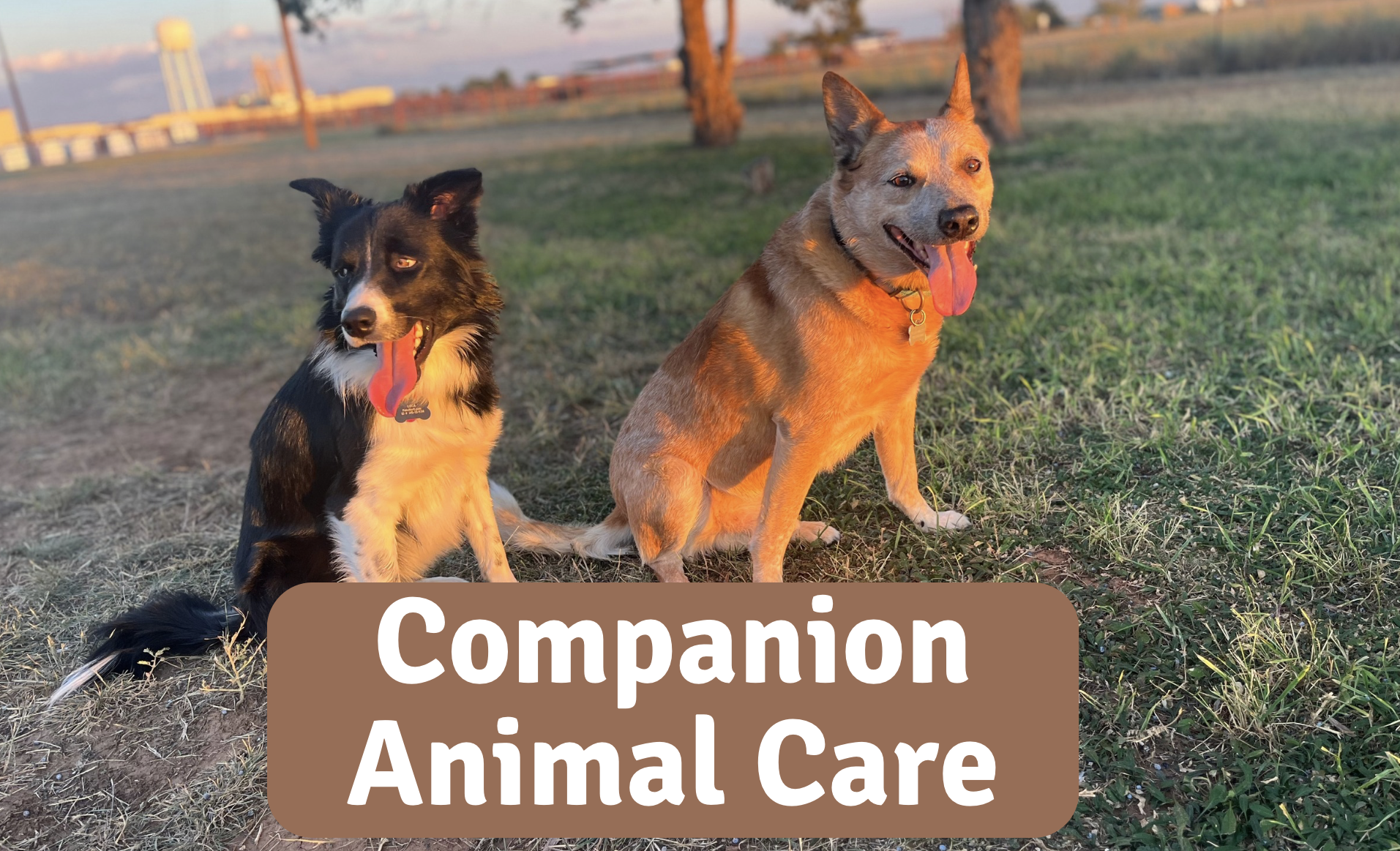 Two dogs sitting outdoors on grass during sunset, with trees and a water tower in the background. The image is overlaid with a brown box containing white text that reads "Companion Animal Care."