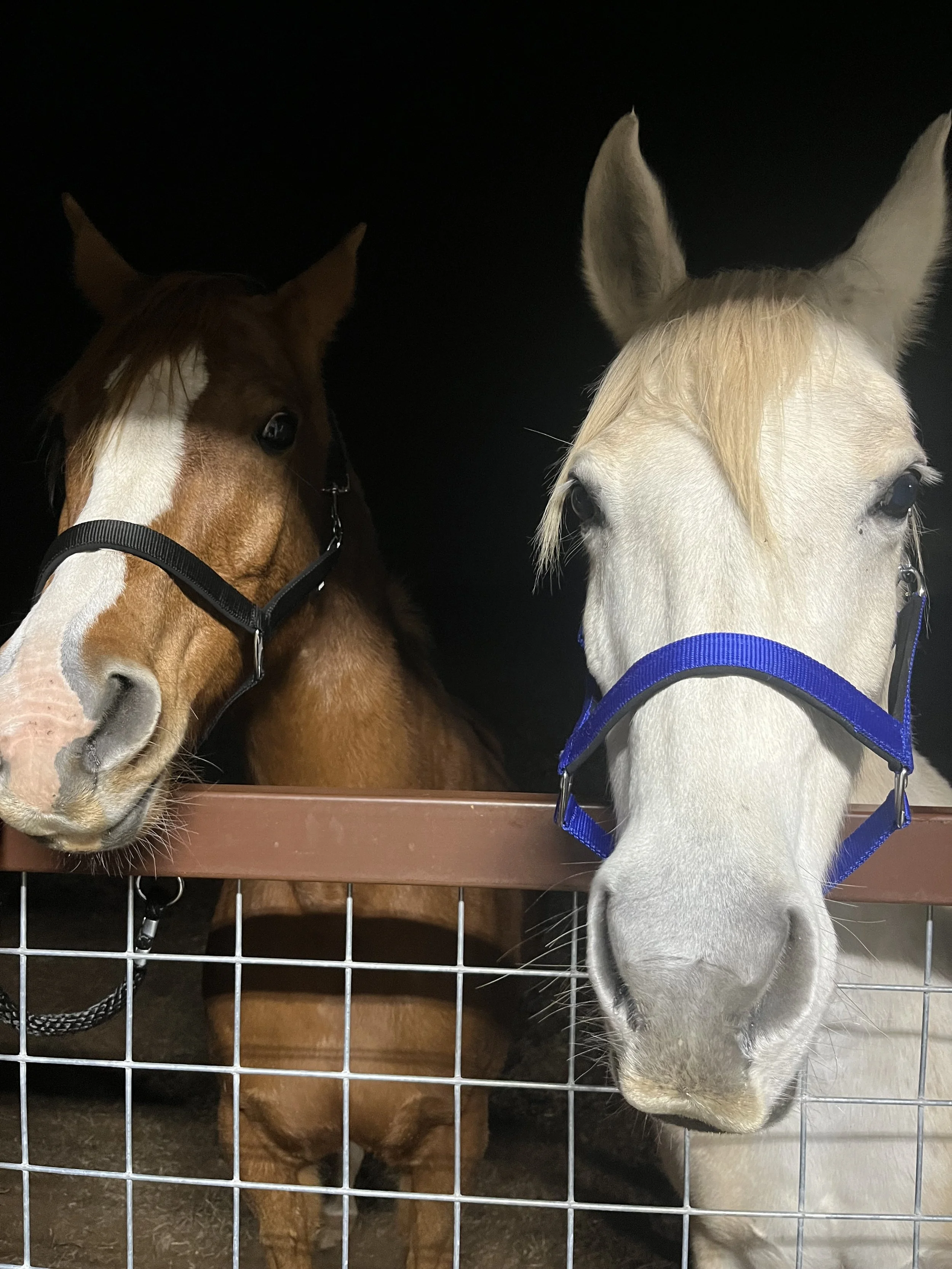 Two horses standing behind a gate, one brown with a white stripe on its face, the other white with a blonde mane.