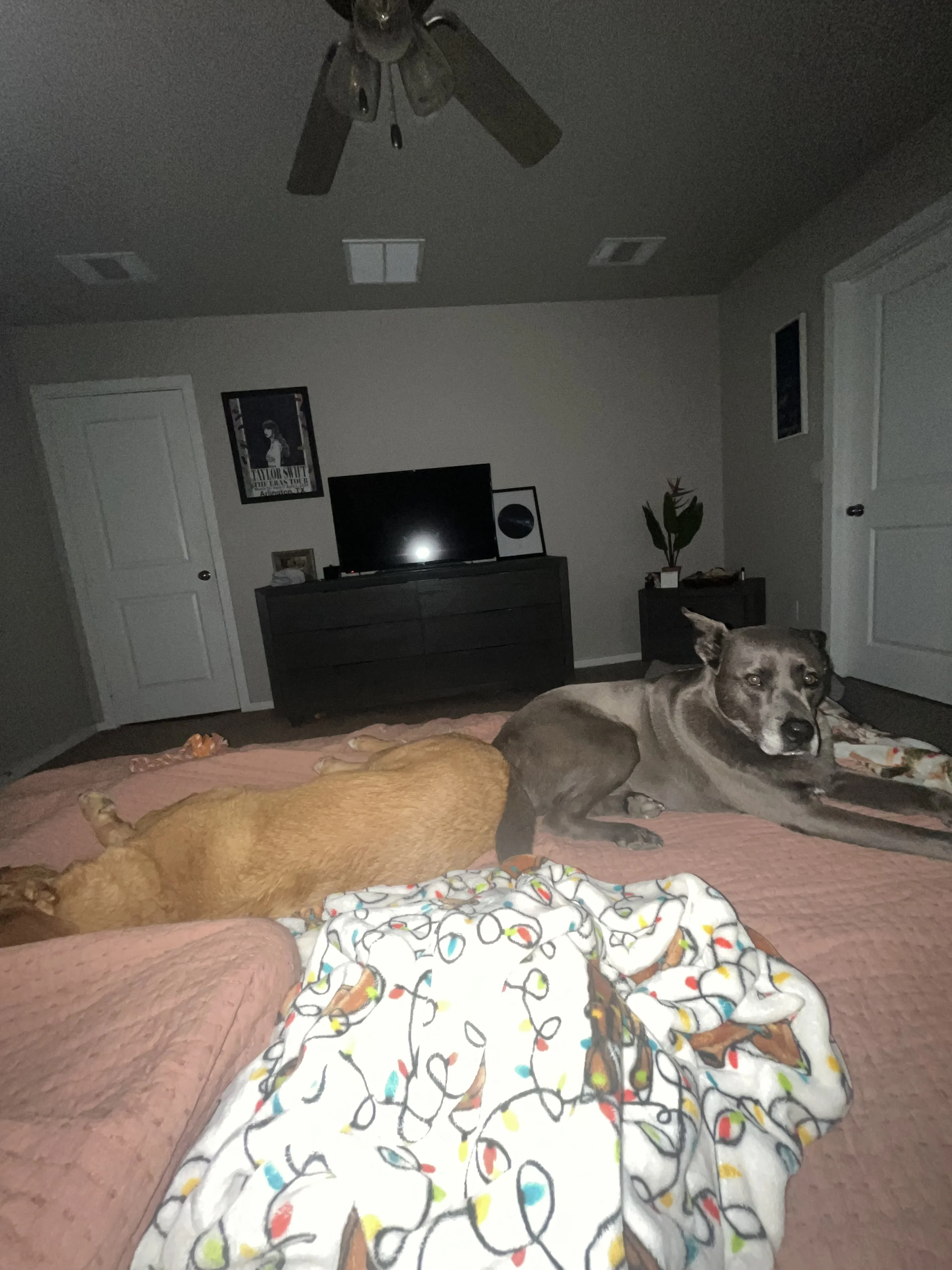 Two dogs lying on a bed with colorful blanket in a bedroom. One is tan and lying on its side, the other is gray and lying on its side. The bed is pink, and there is a dark dresser with a TV and framed picture behind them. The room has white doors, a 