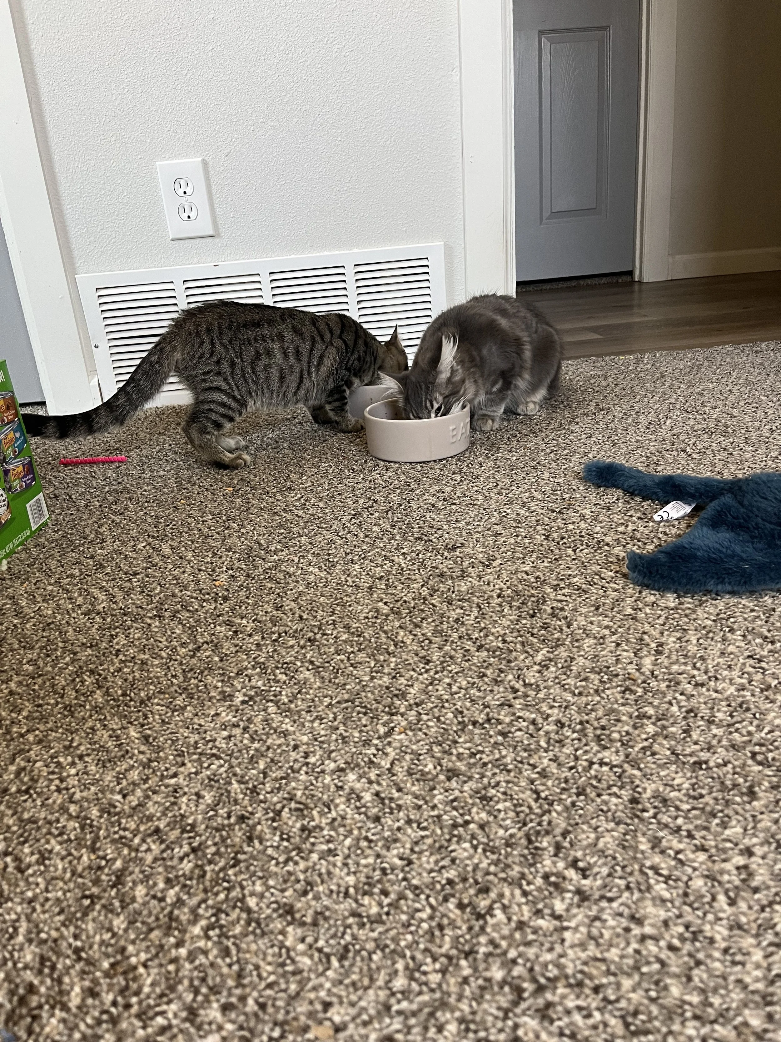 Two cats eating from separate bowls on a carpeted floor near a white wall and a gray door.