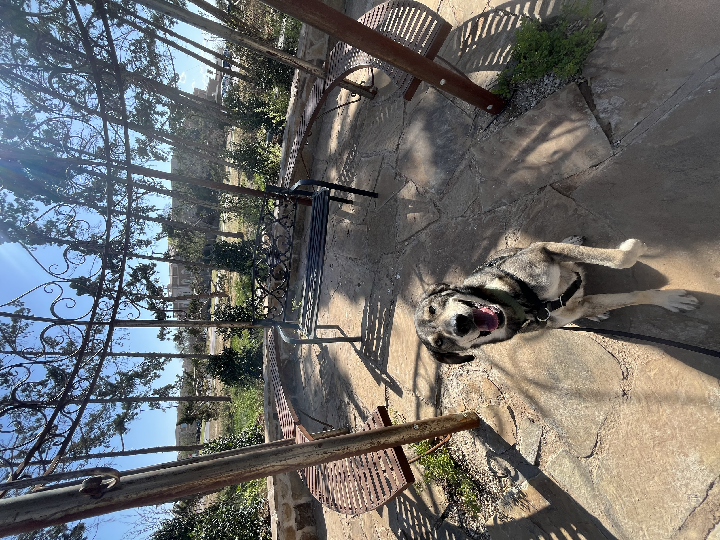 A dog with gray and black fur standing on a stone patio in a park, next to a wooden and metal bench. The background shows trees and a cloudy sky.