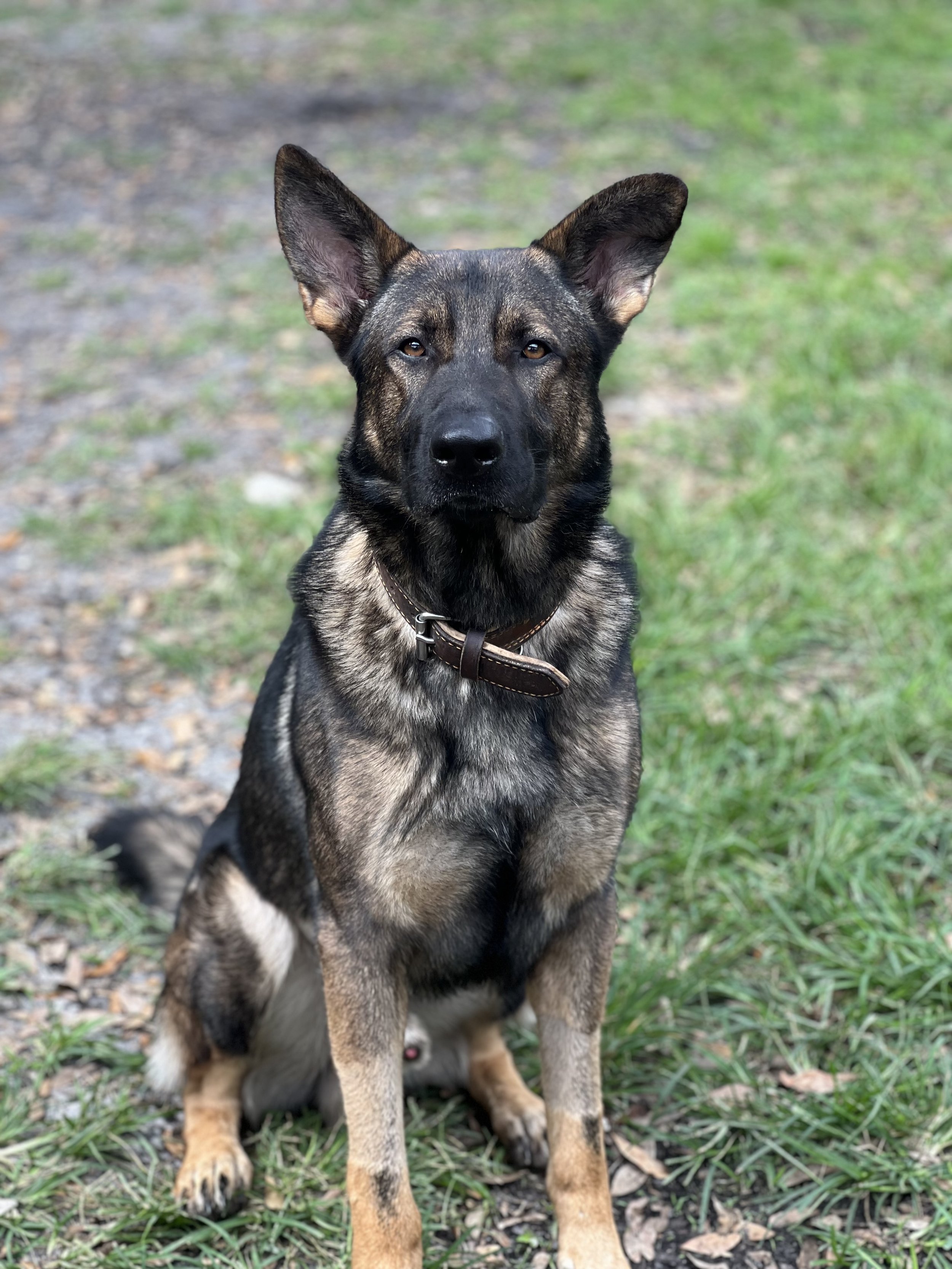 A young black and tan dog with large ears and a collar, sitting on grass and looking at the camera.