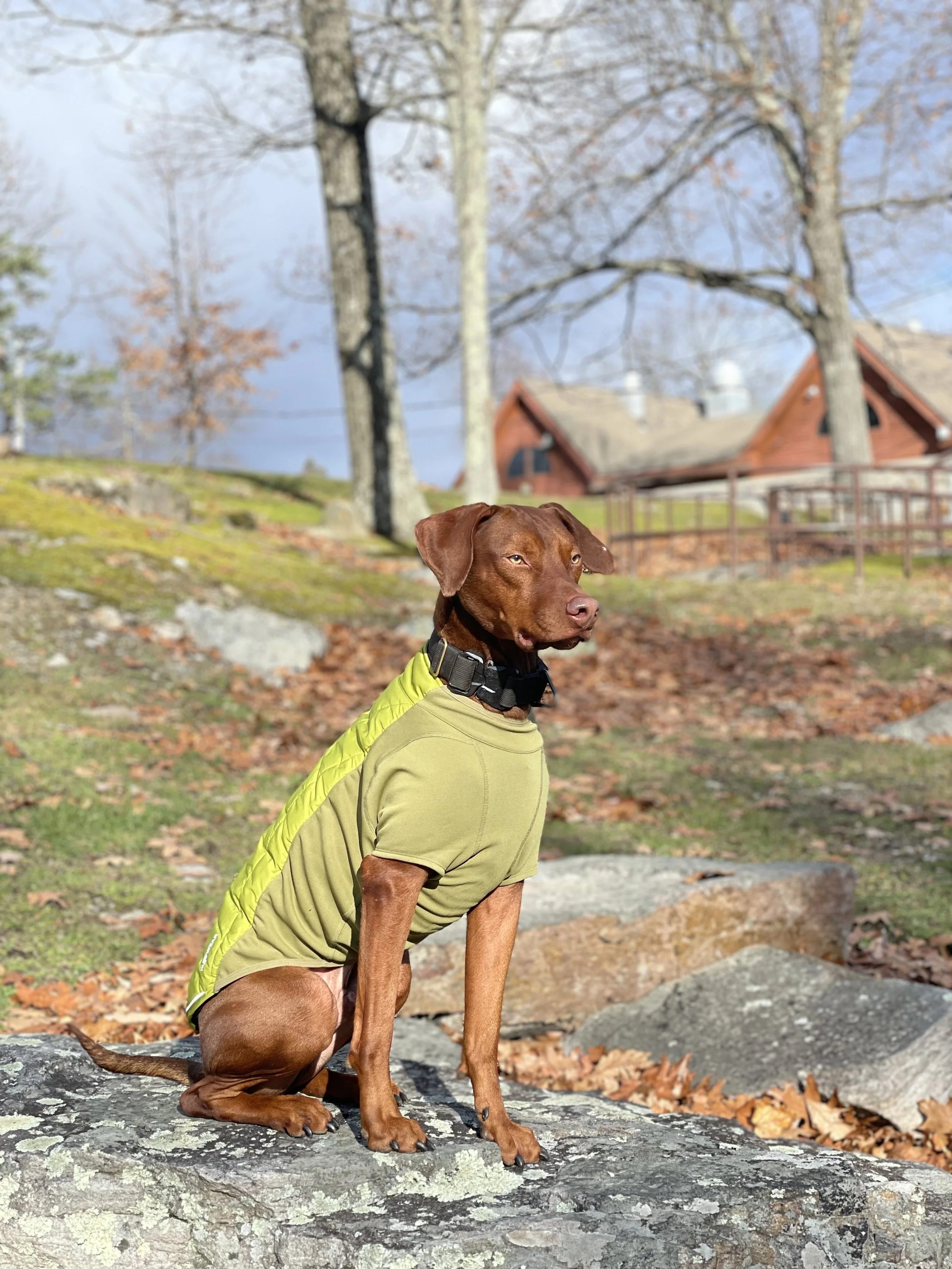 A brown dog wearing a green jacket sitting on a rock outdoors with trees and a house in the background.