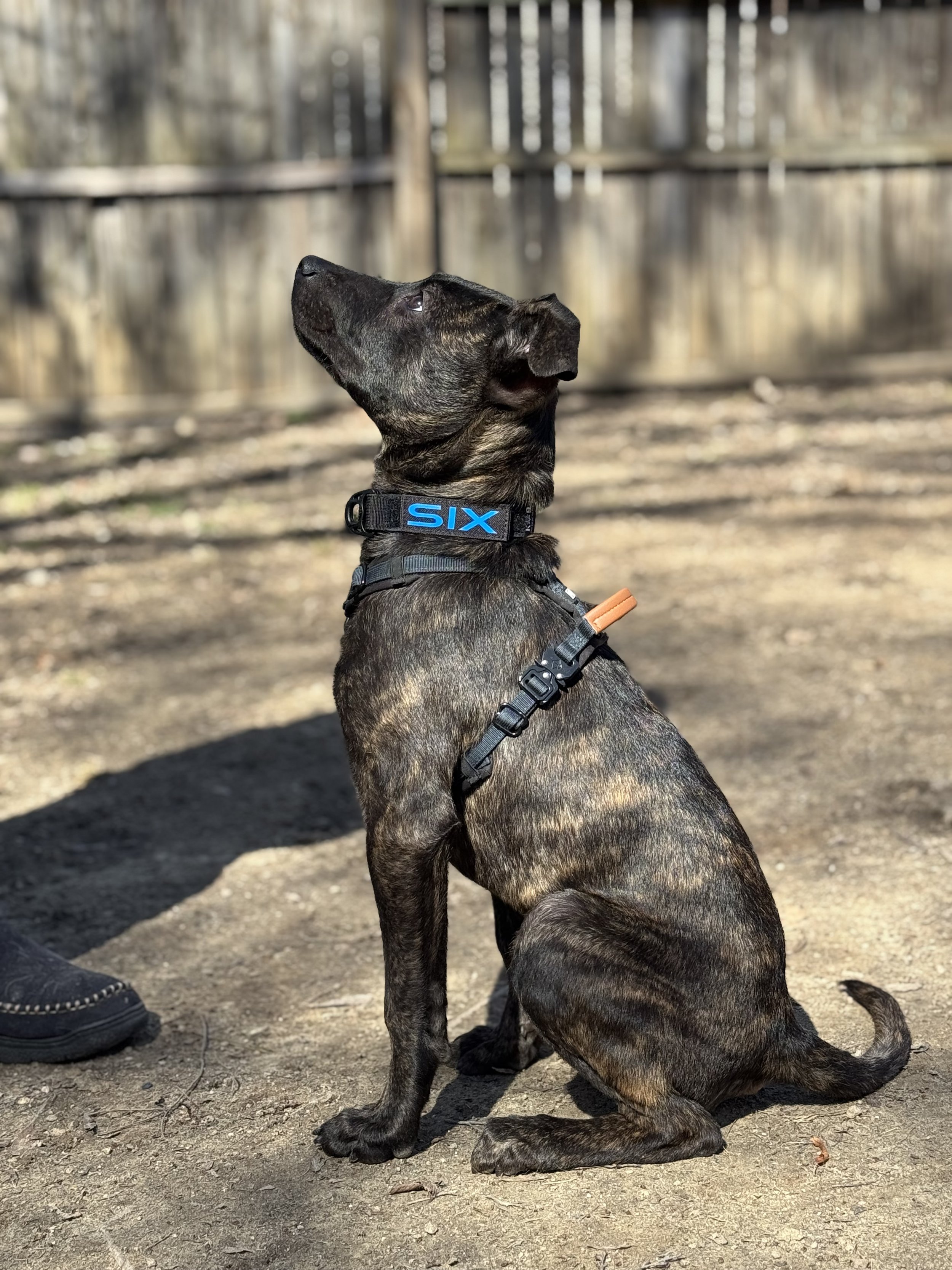 A brindle-colored dog sitting outdoors on dirt ground, looking up. The dog is wearing a black harness and a collar with the word 'SIX' on it. In the background, there is a wooden fence and blurred trees.