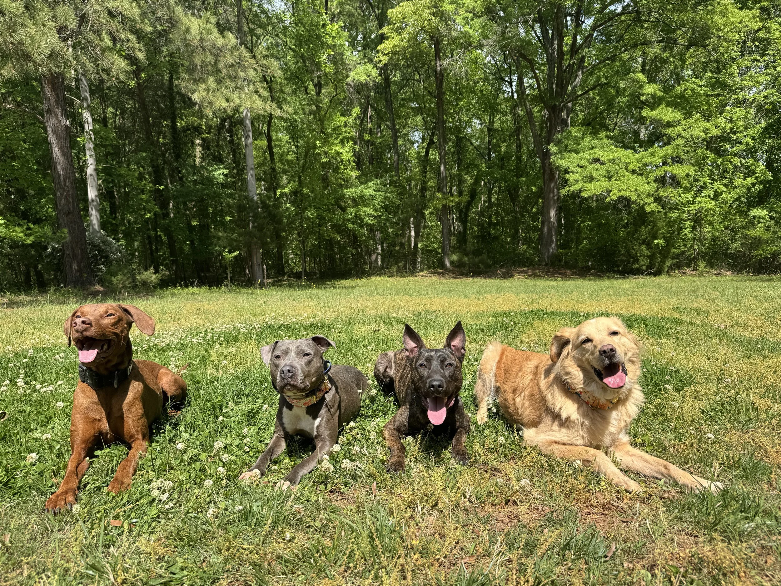 Five dogs lying on a grassy field in front of a wooded area with trees and green foliage.