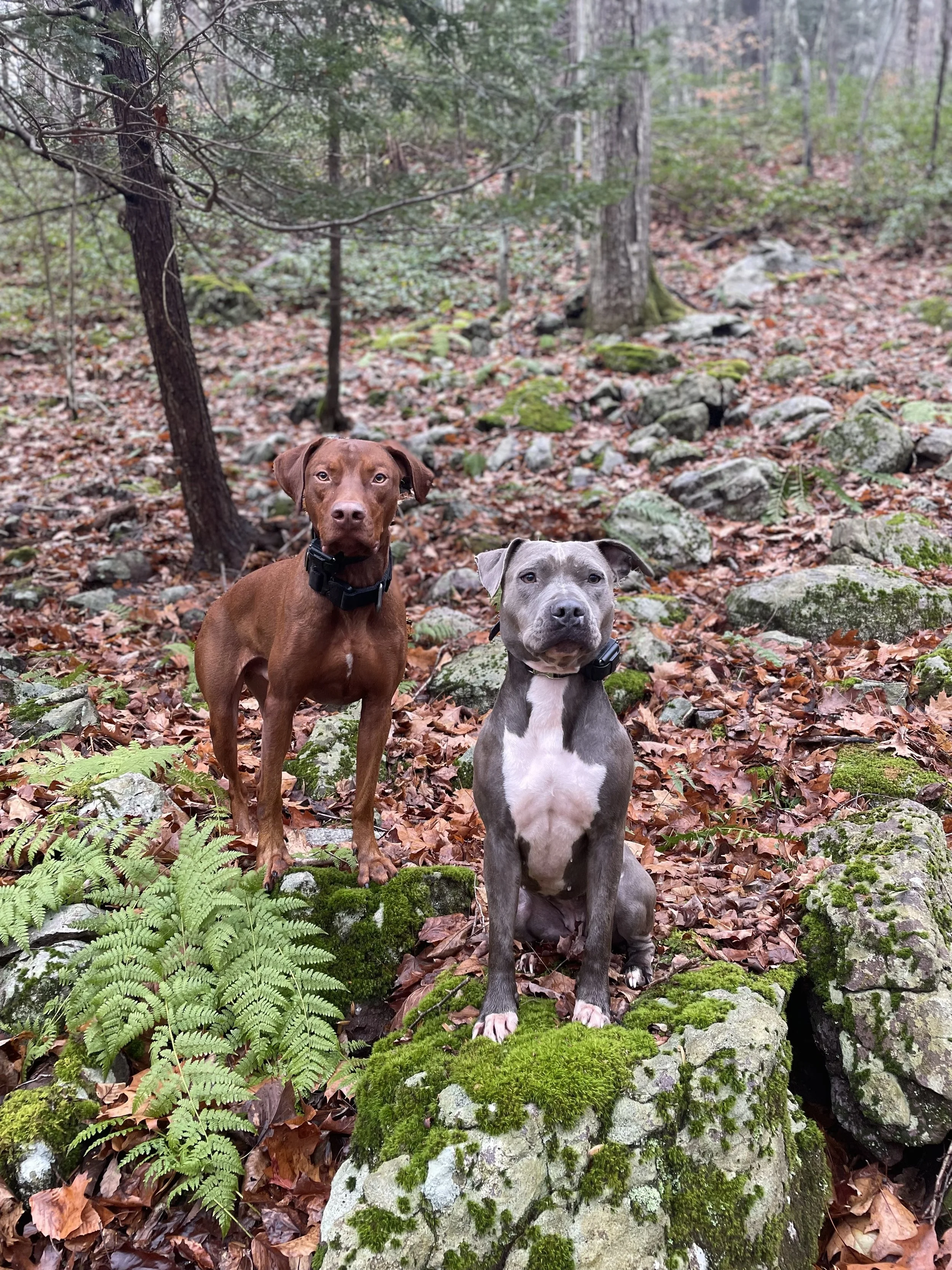 Two dogs sitting among moss-covered rocks in a forest with fallen leaves and trees in the background.