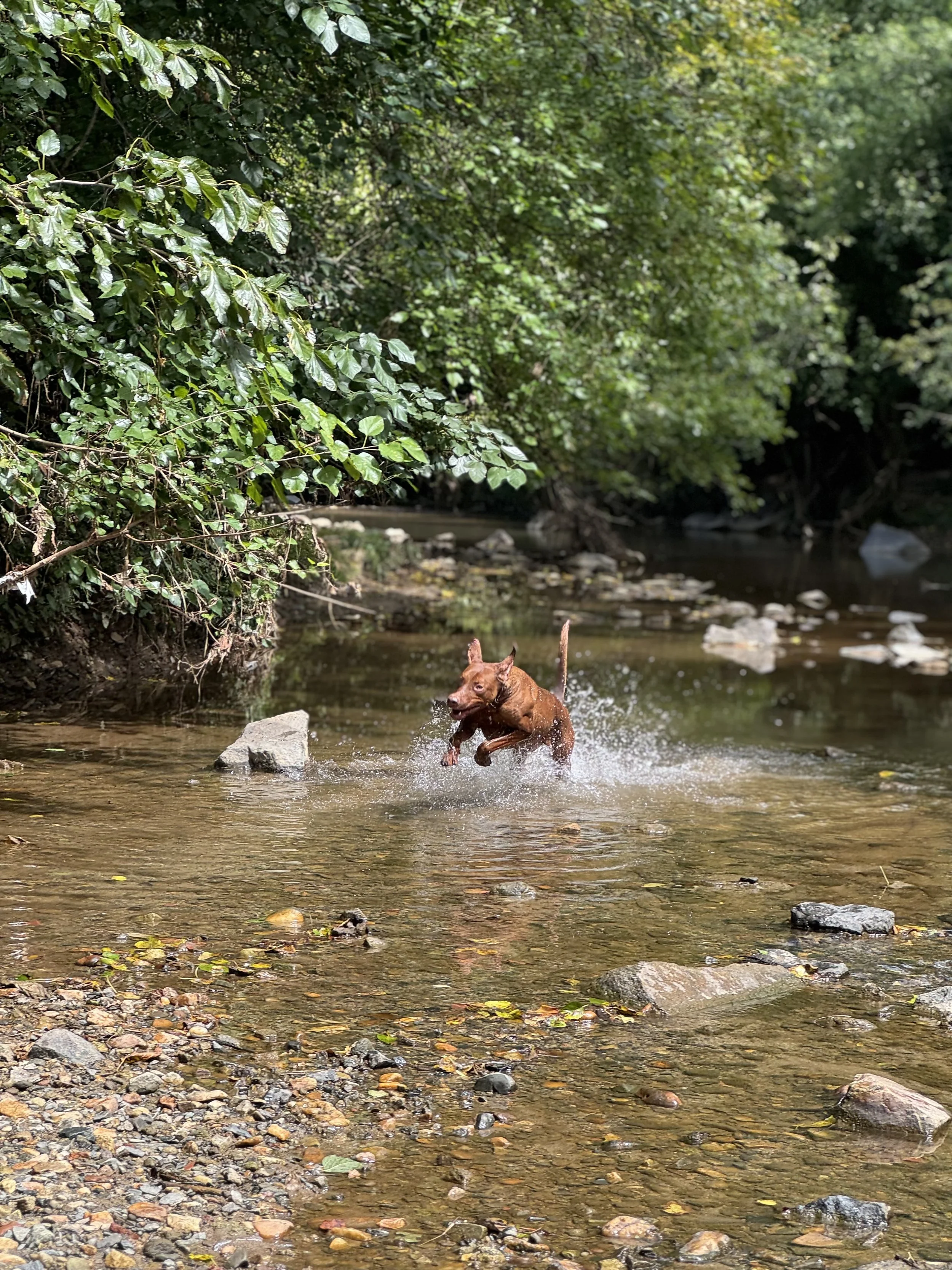 A brown dog running through a shallow stream with water splashing around, surrounded by trees and rocks in a wooded area.