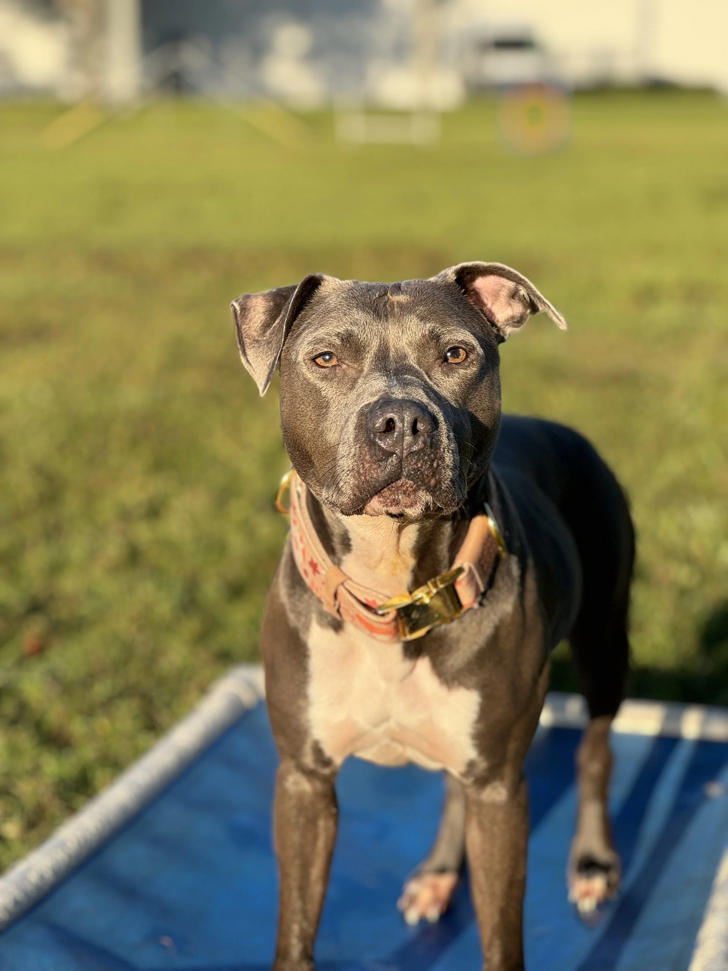 A brown and white dog standing on a blue surface outdoors, with a grassy field and blurred buildings in the background.