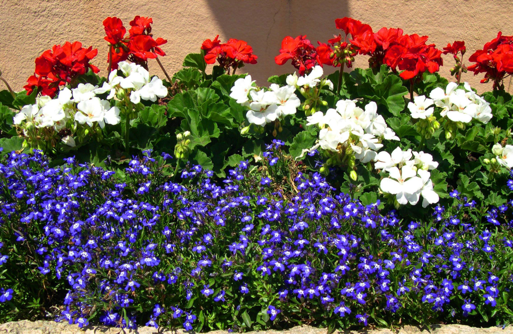 Heat-Tolerant Floral Color for a Red, White and Blue Summer