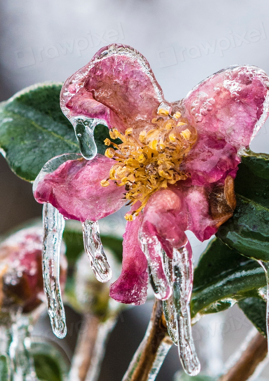 How to Protect Plants from a Freeze: 11 Essential Tips for Gardeners
