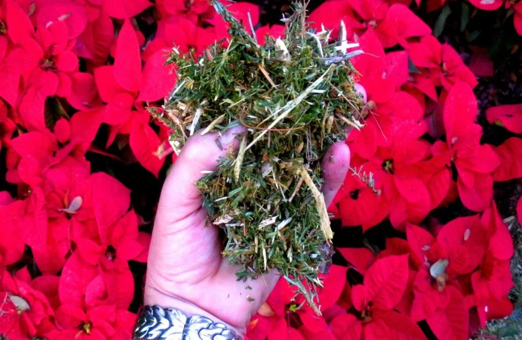 Poinsettias, Other Festive Holiday Plants and Christmas Trees