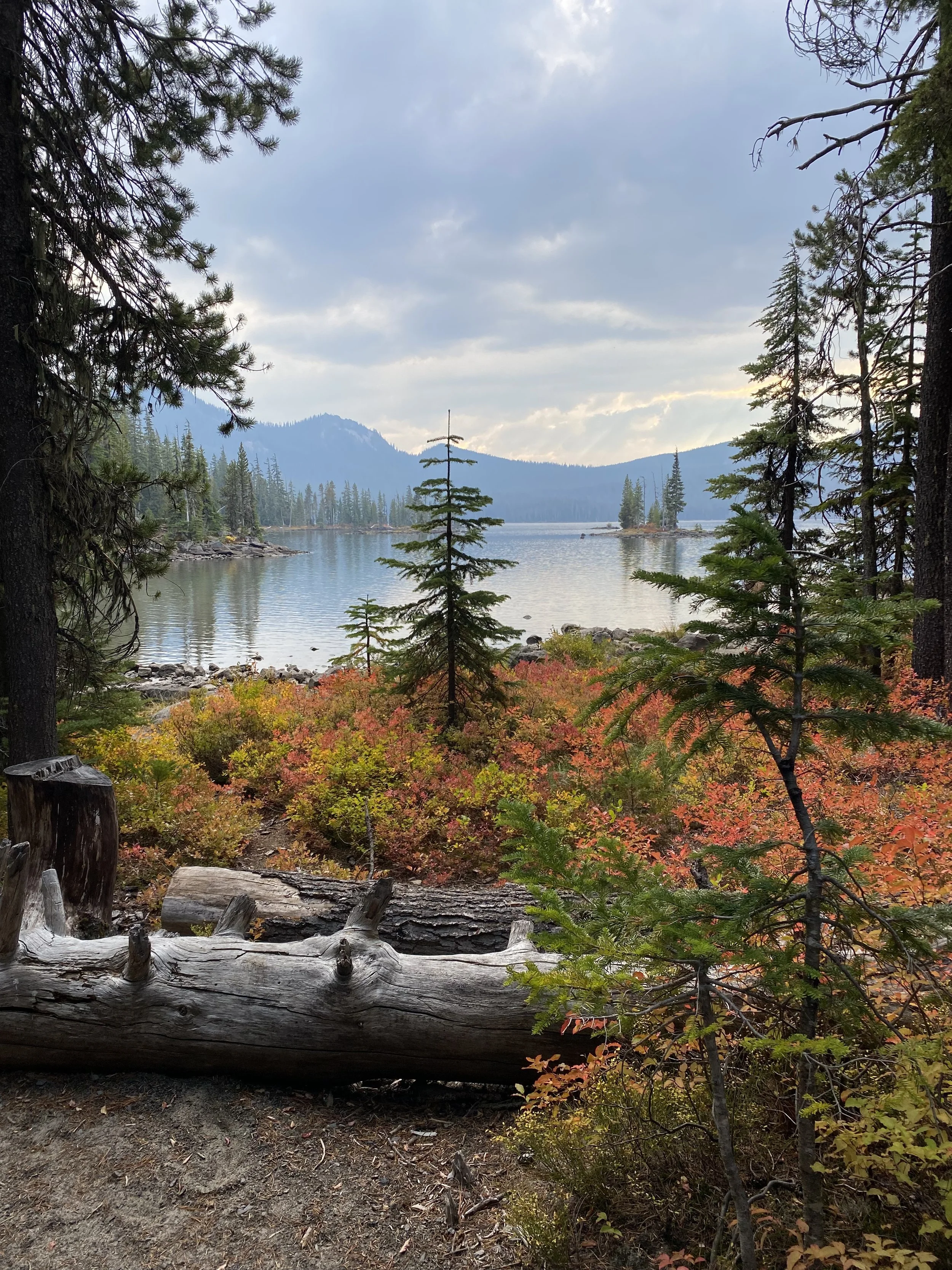 A scenic lakeside view framed by pine trees and a fallen log in the foreground, with a calm lake, distant trees, and mountains under a cloudy sky.
