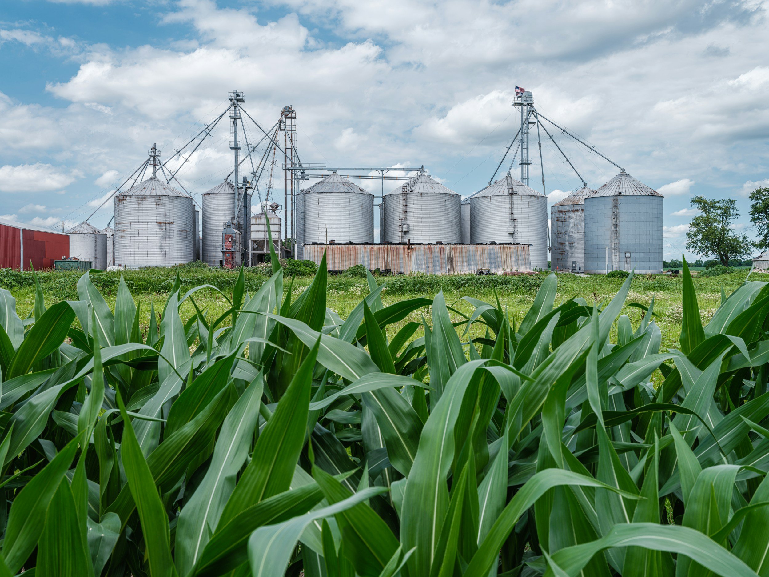Farm of silos with a blue sky and clouds, green corn plants in the foreground.