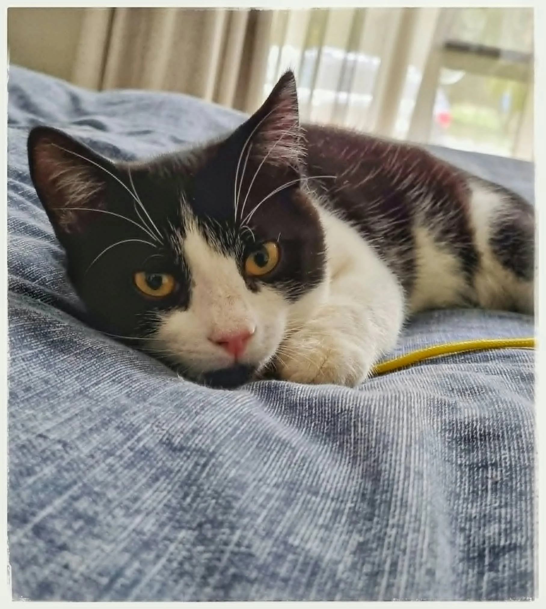 Cat 12.jpg