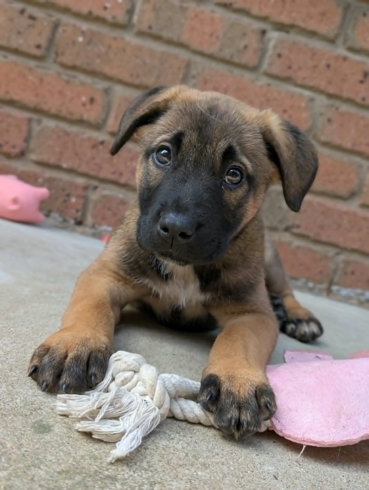 dog 06.jpg