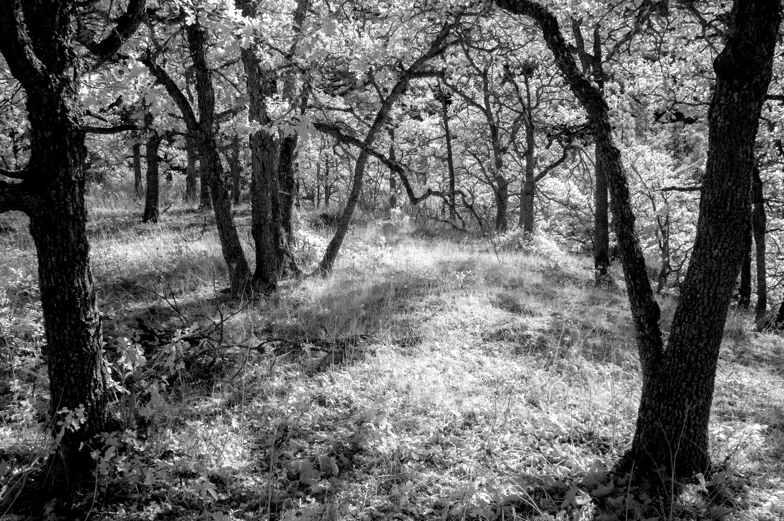 Early Autumn in Rowena, Oregon, Infrared.jpg