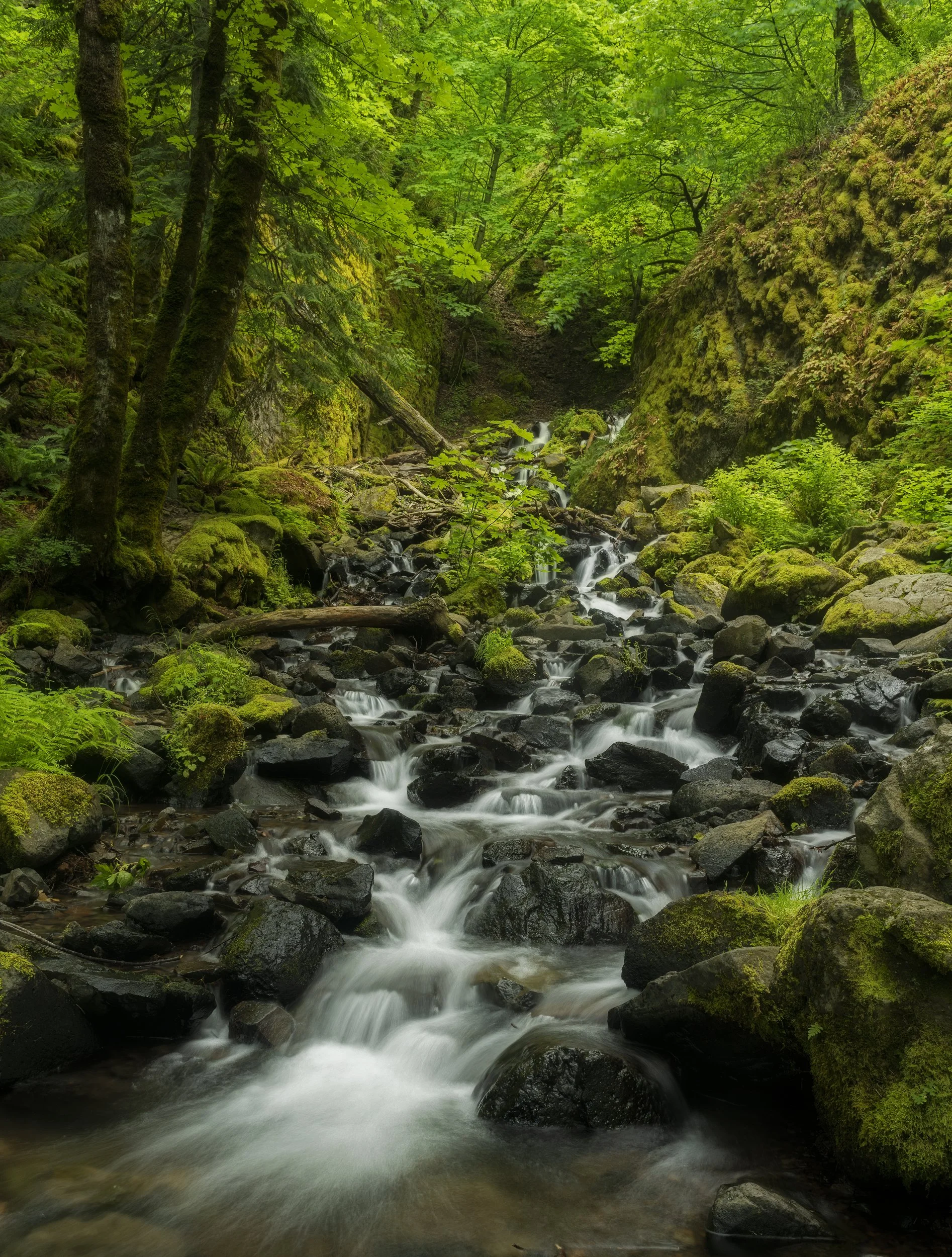 Starvation Creek Falls, June 2020, Orton.jpg