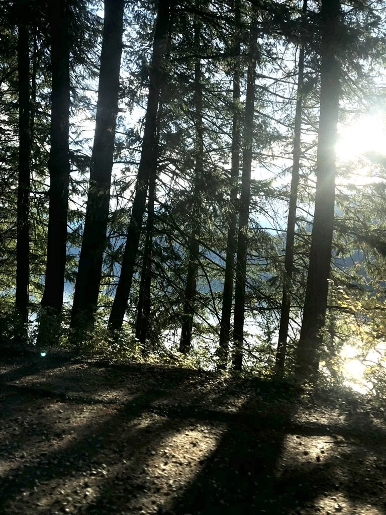 Clearcutting tied to 18-fold increase in flood risk: UBC study