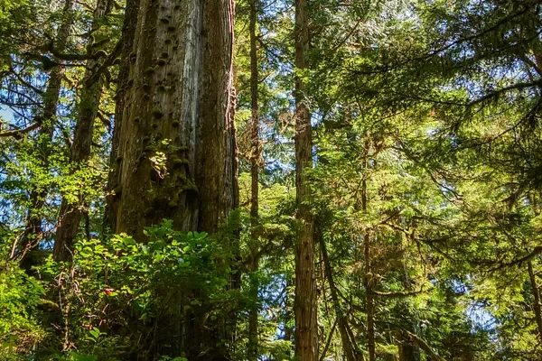 Nerdy About Nature Substack