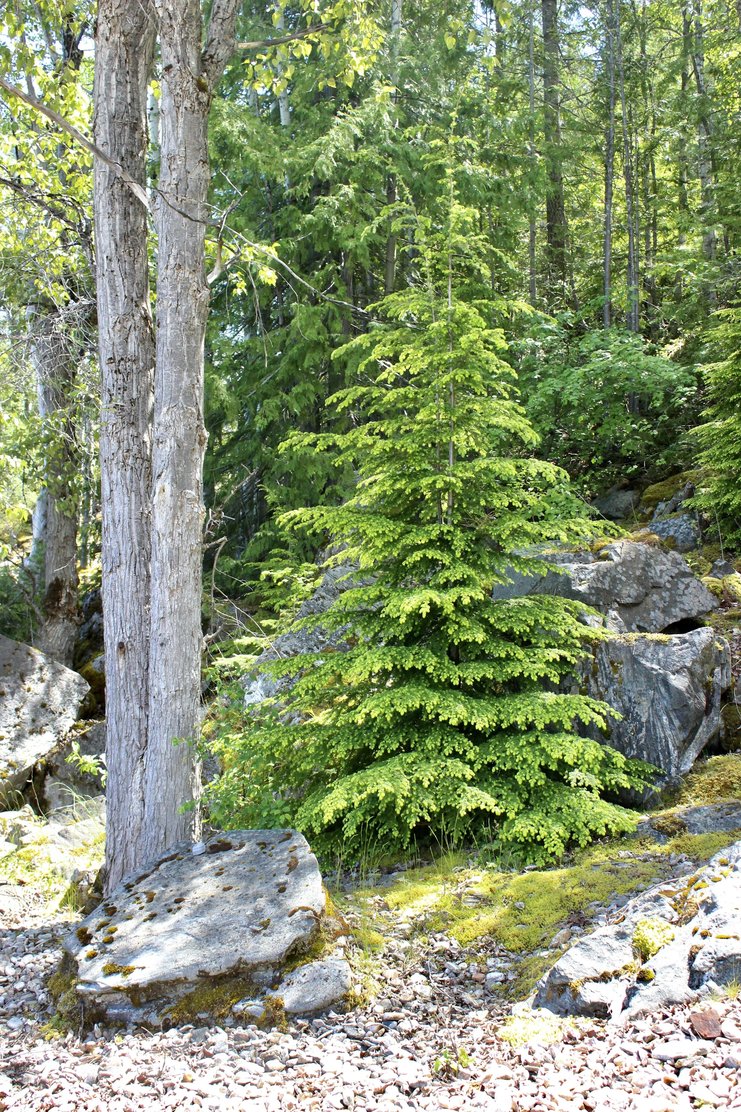 Deep Roots