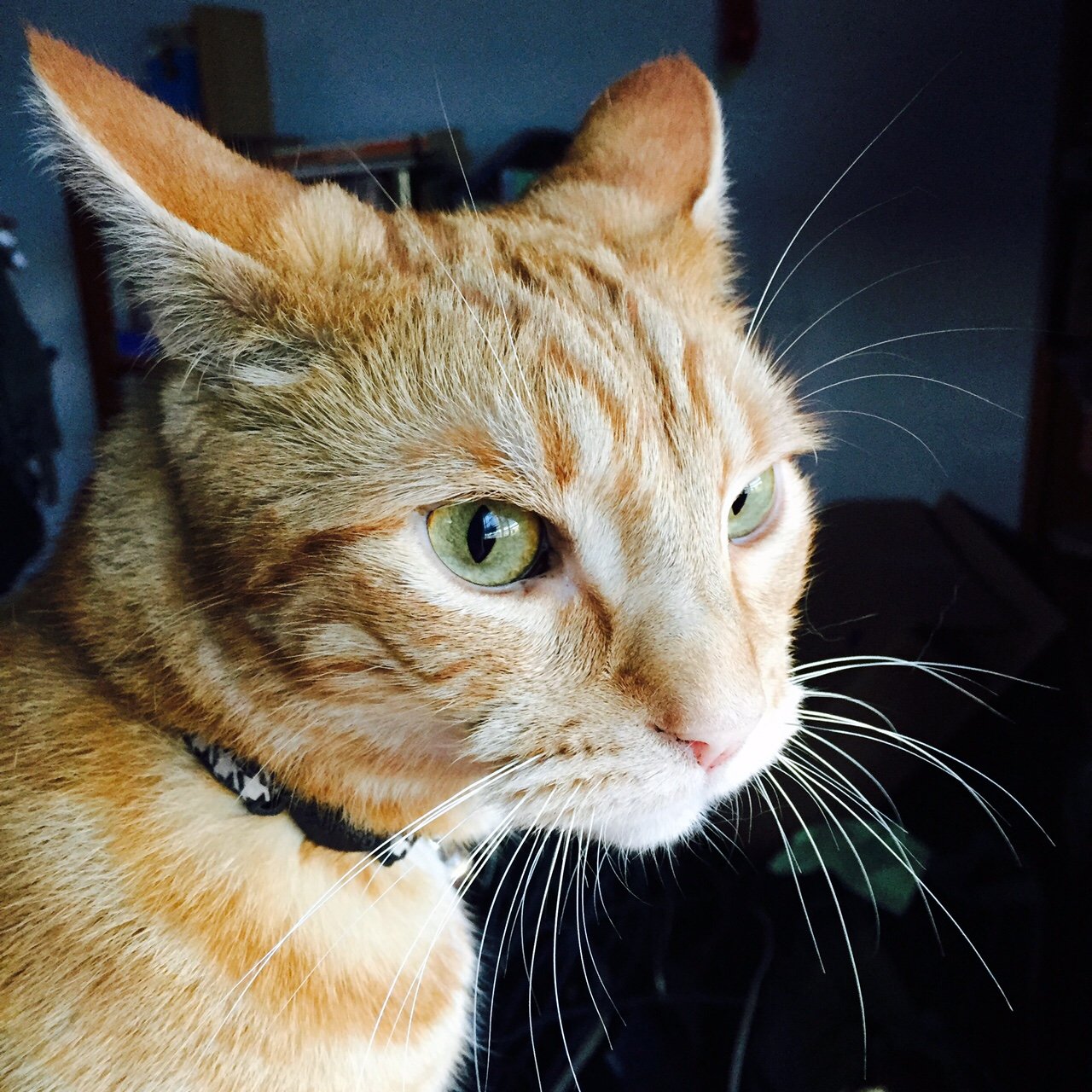 Orange tabby looking off to the right of frame