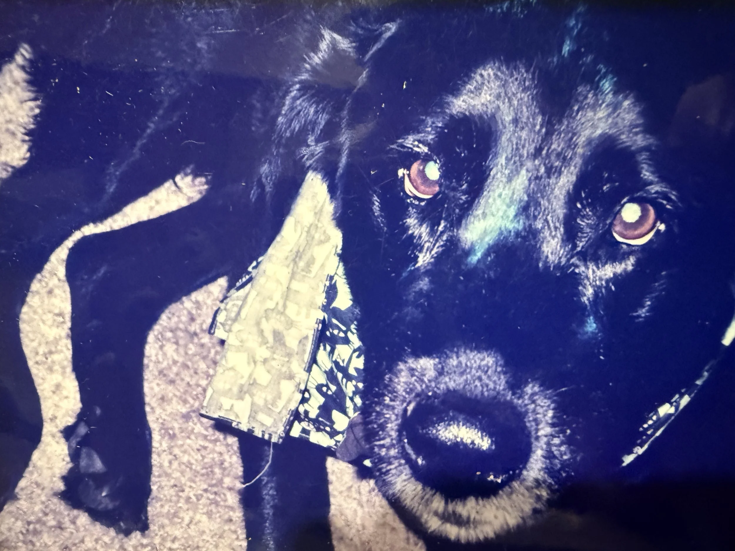 Black lab wearing bandanna and looking directly into camera