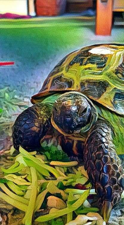 Colorized Russian tortoise with a pile of greens in front of him