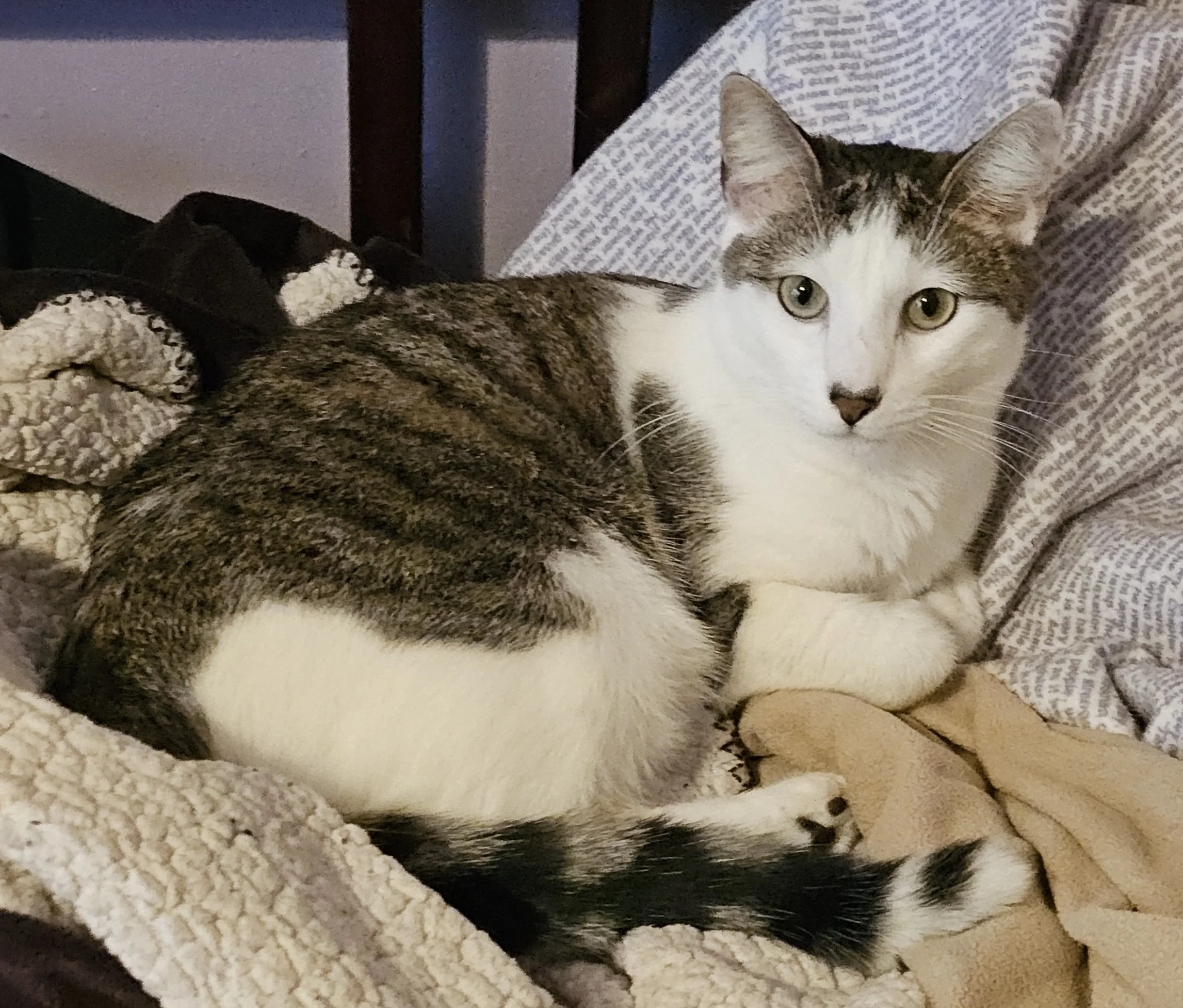 Calico cat lying on bedding and looking directly into camera