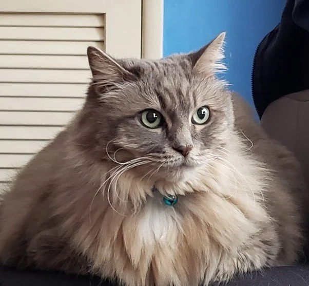 Grey cat with long, fine fur looking slightly past past the viewer to the right