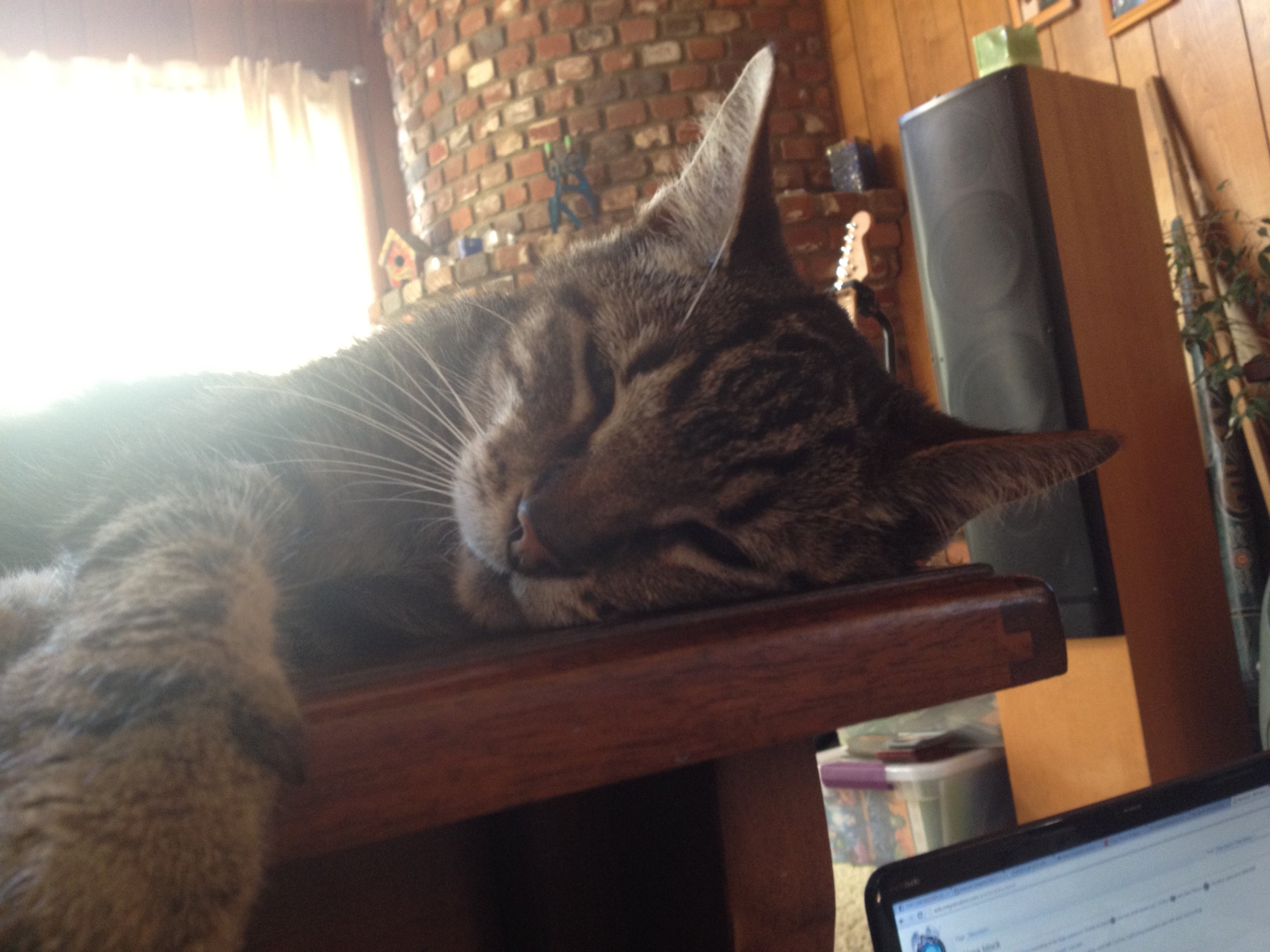 Tabby cat lying with her cheek flat on a coffee table, paw dangling off the edge