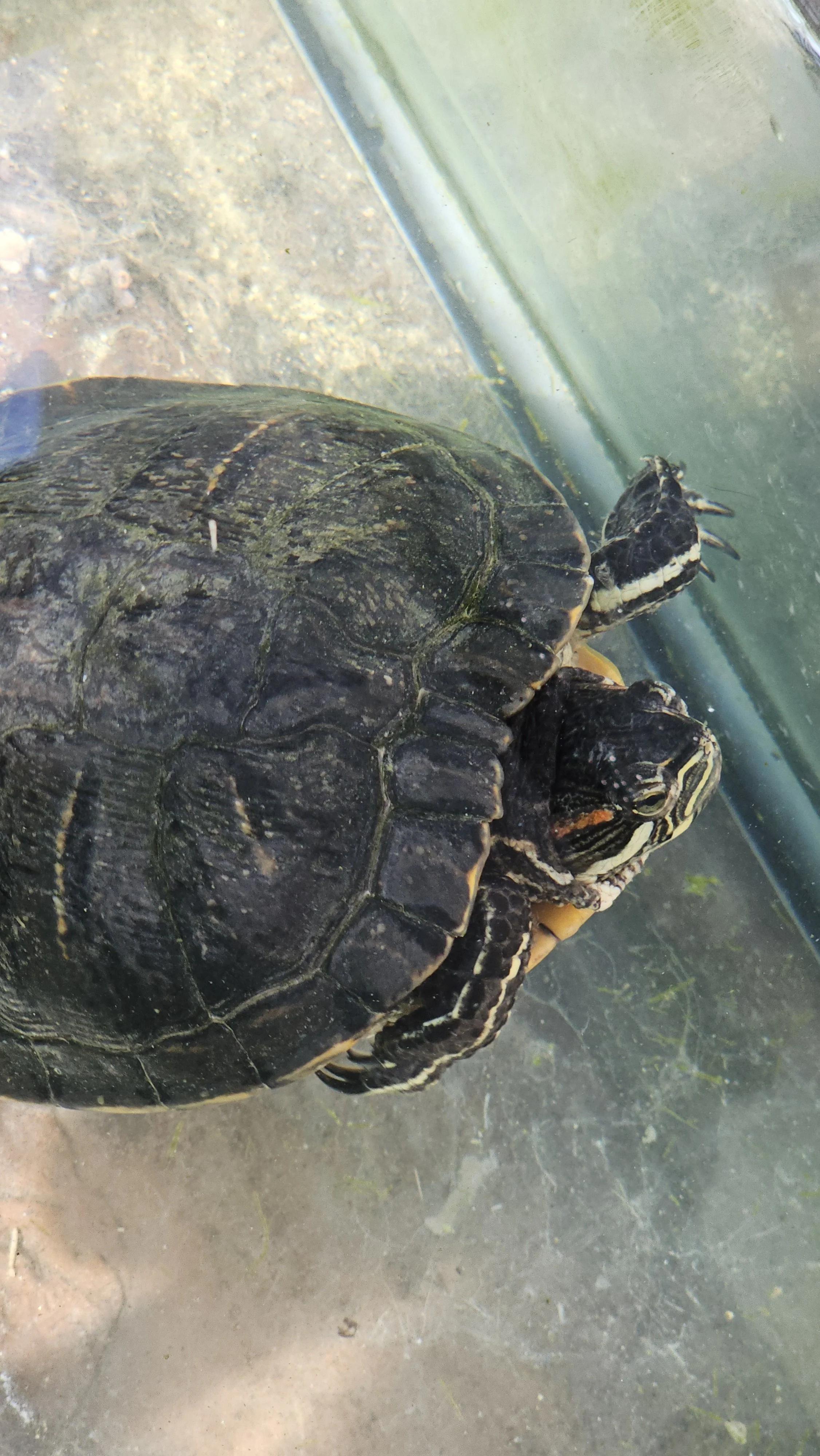 Red-eared slider turtle floating in water