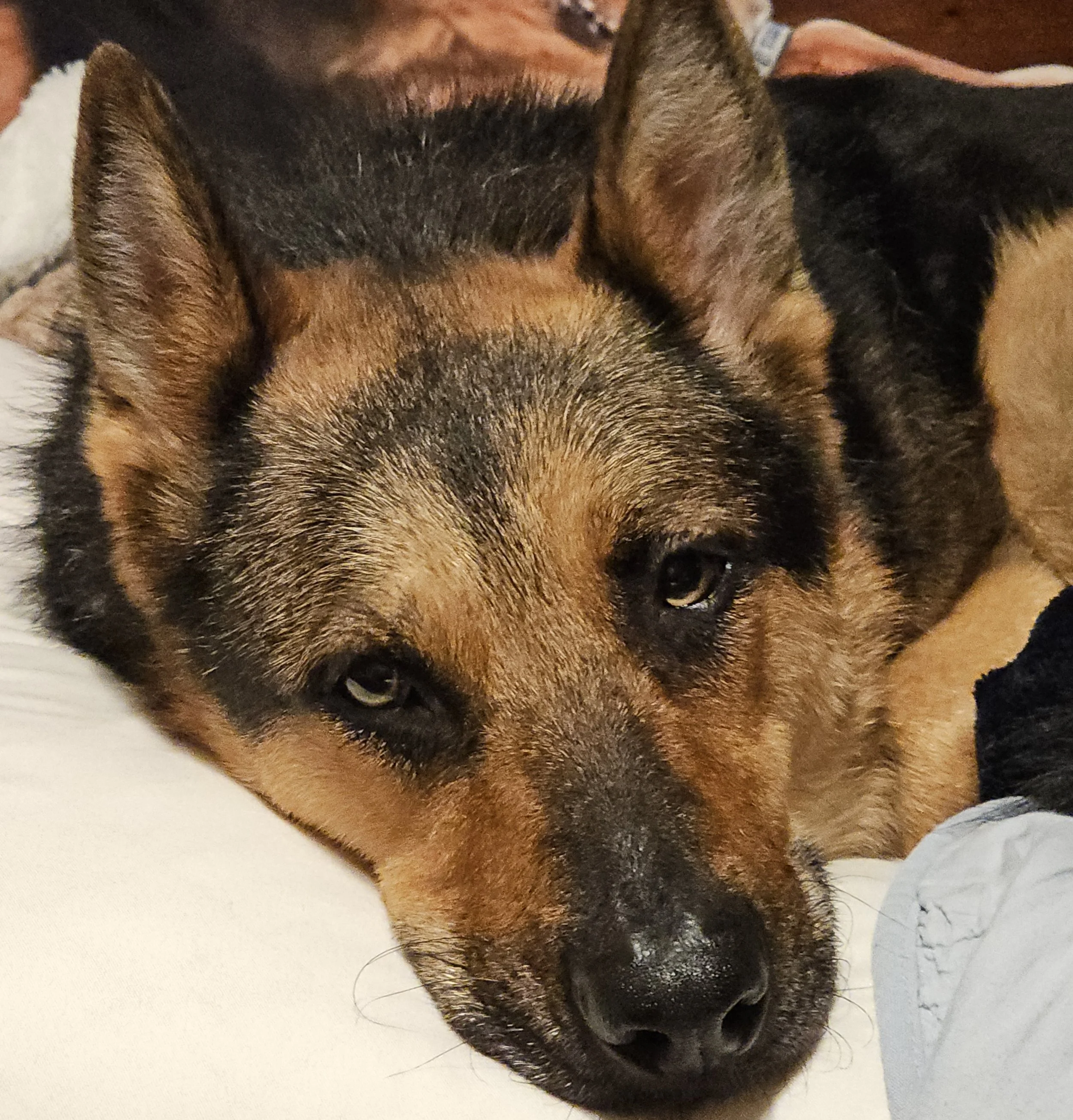 German shepherd lying down and looking into directly camera
