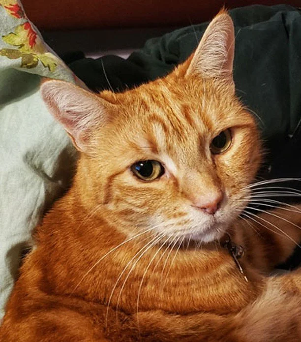 Orange tabby looking directly into camera