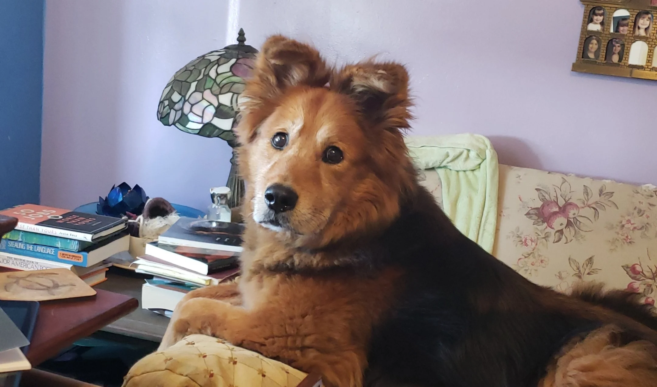 Fluffy golden brown and black dog perched on edge of couch, head turned to make eye contact