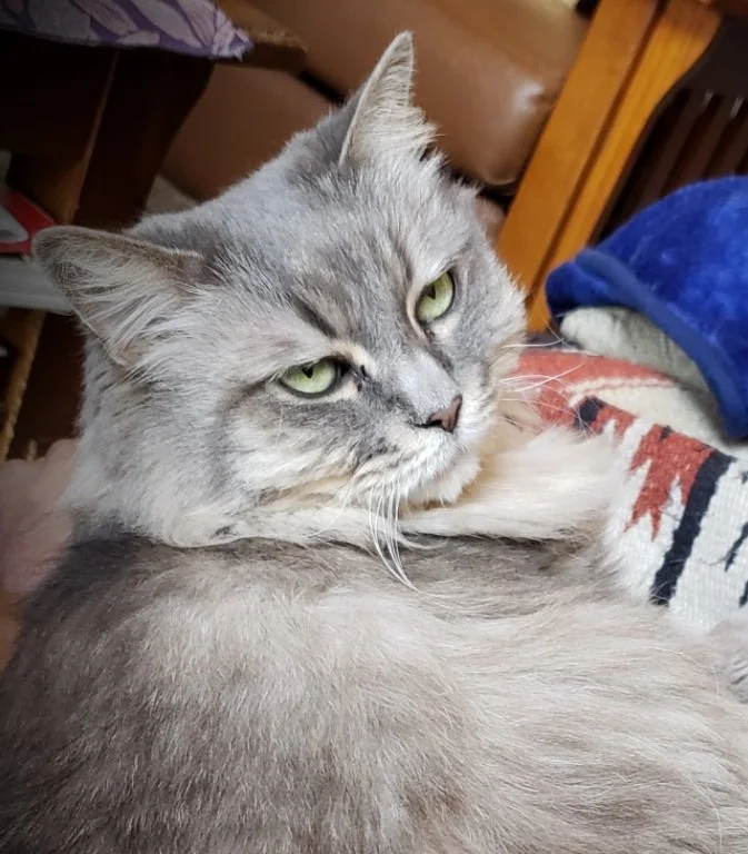 Grey cat with long, fine fur and green eyes wearing a droll expression