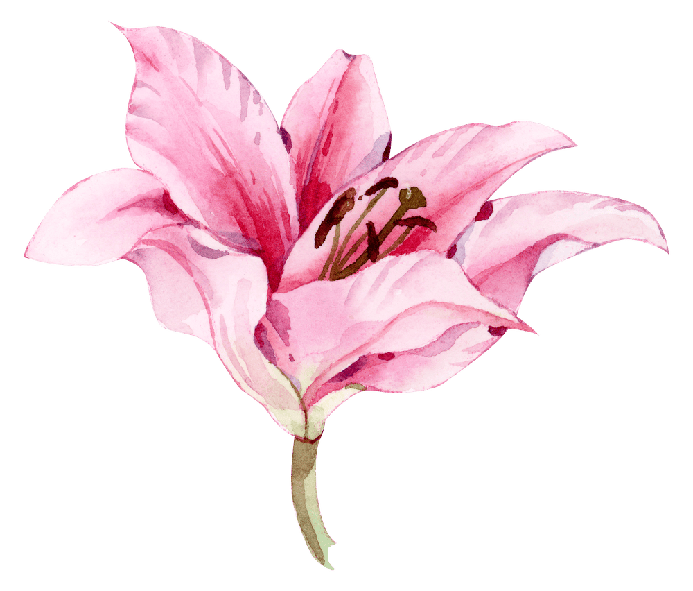 Watercolour illustration of a single pink lily in bloom with a short green stem, used as a decorative accent