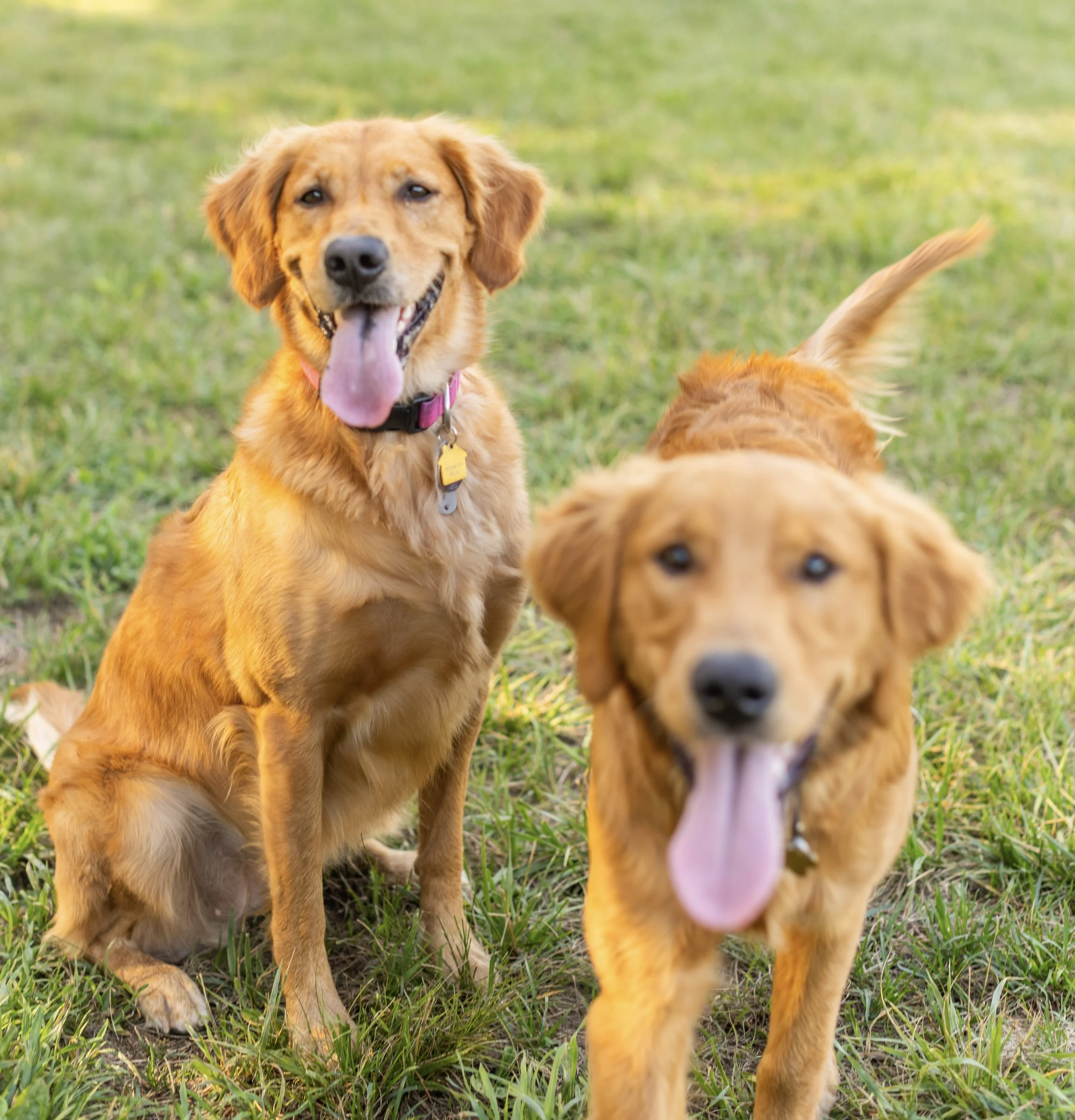 Two dogs playing outdoors on grass, one golden retriever with a pink collar and tongue out, the other puppy with a similar coat and blurred face in front.