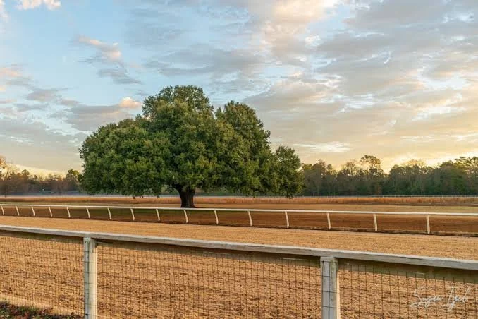 Aiken equestrian property care