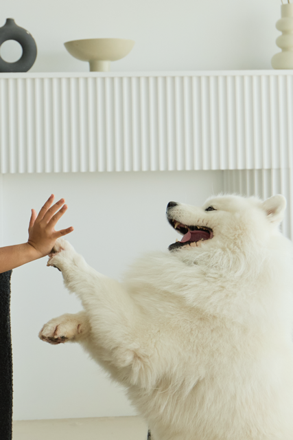 Fluffy Samoyed dog giving a high-five in a bright wellness space.