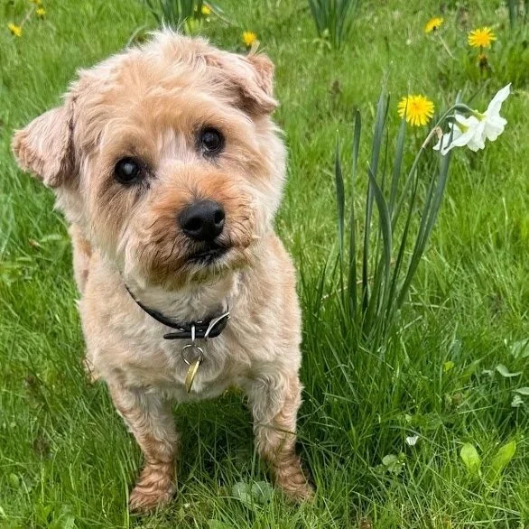 A small, light brown dog with a black collar sitting on green grass next to white and yellow flowers.