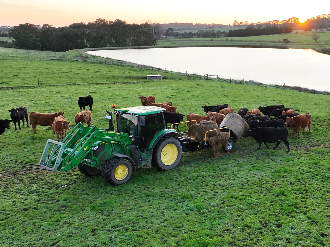 A green tractor with a loader attachment feeding a herd of cows and calves in a lush green pasture near a pond at sunset.
