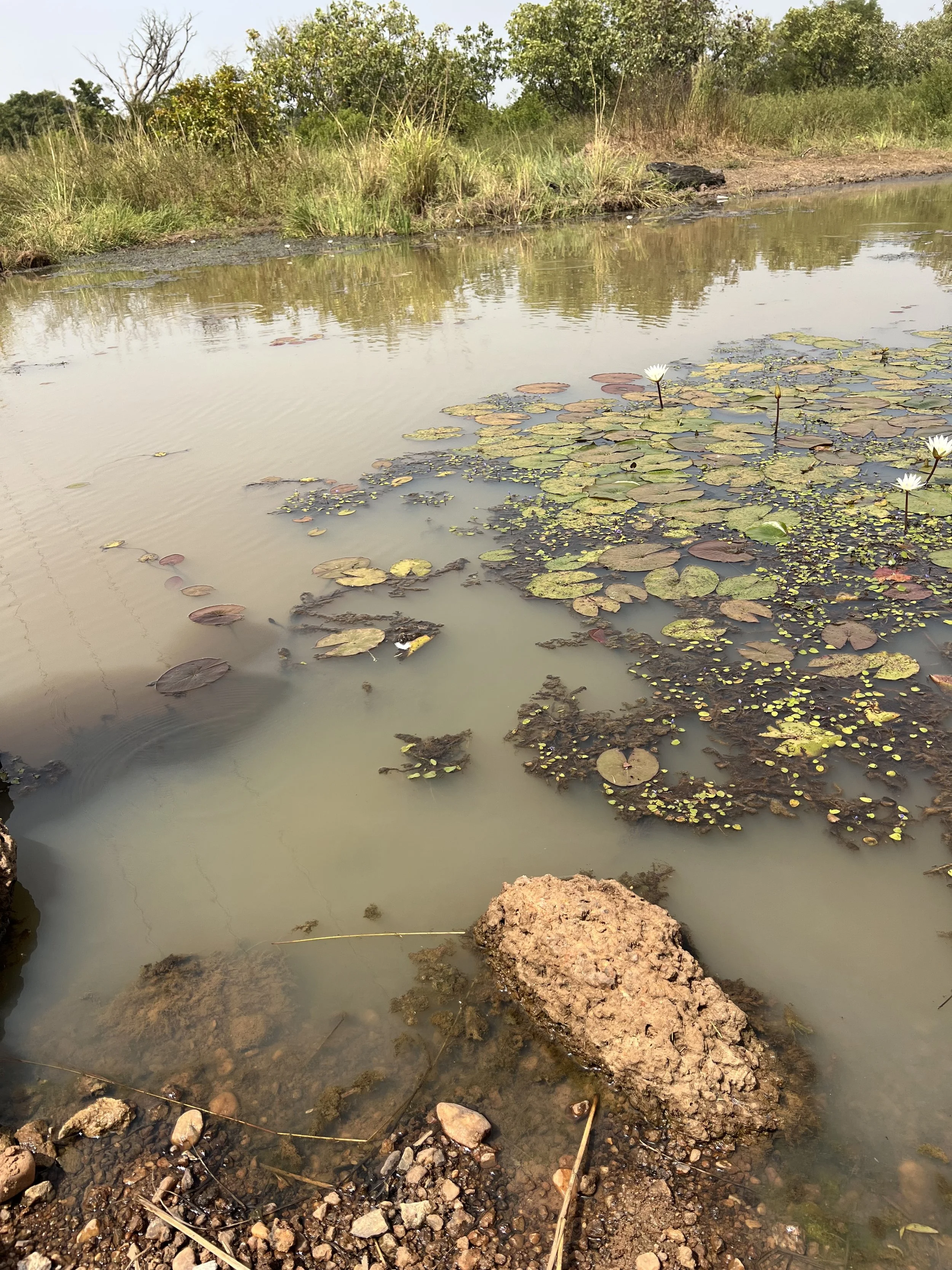 A small body of water in a natural setting with lily pads and white water lilies. The shoreline has rocks, mud, and some dry vegetation, with trees and bushes in the background under a clear sky.