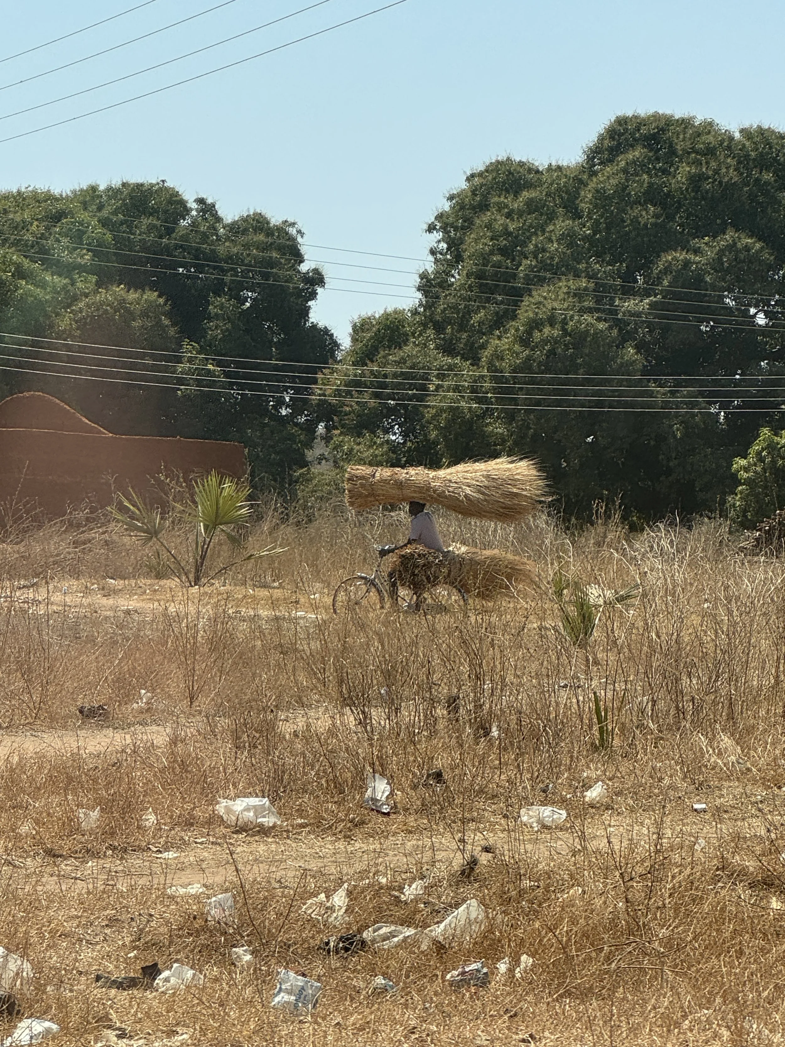 Dry grassy field with scattered trash, a person riding a bicycle with a large bundle of straw or grass on their back, trees and power lines in the background.
