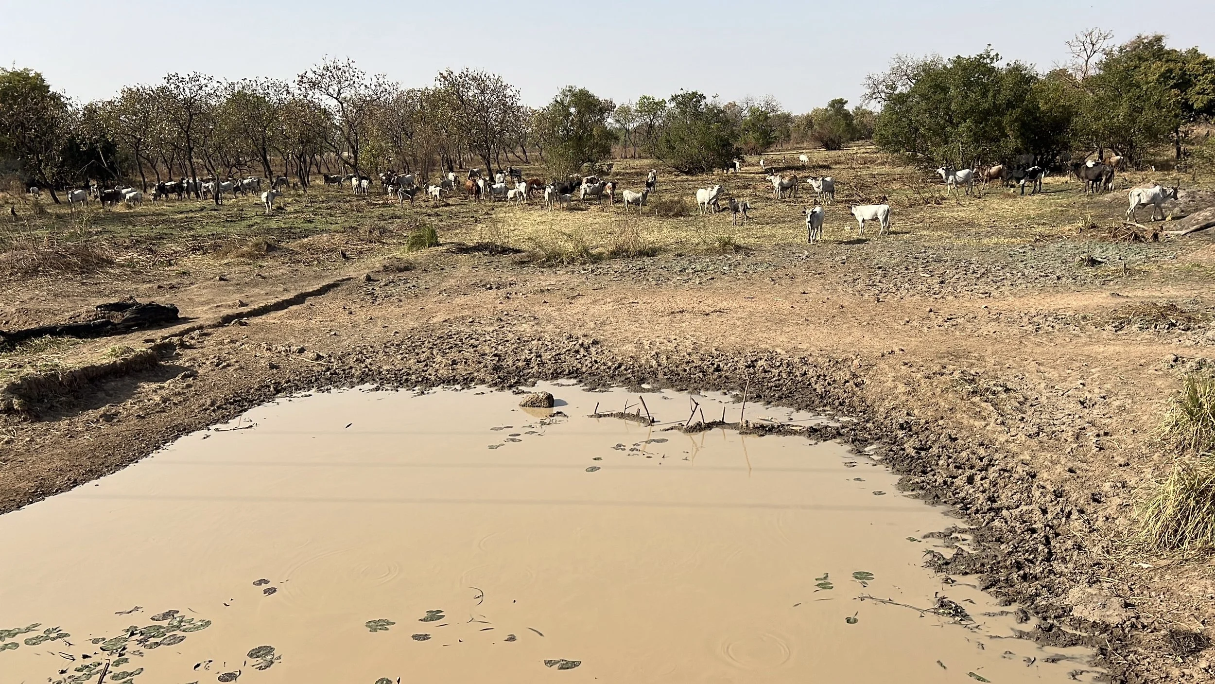 A herd of cows grazing on dry land with trees in the background, near a small, muddy waterhole.