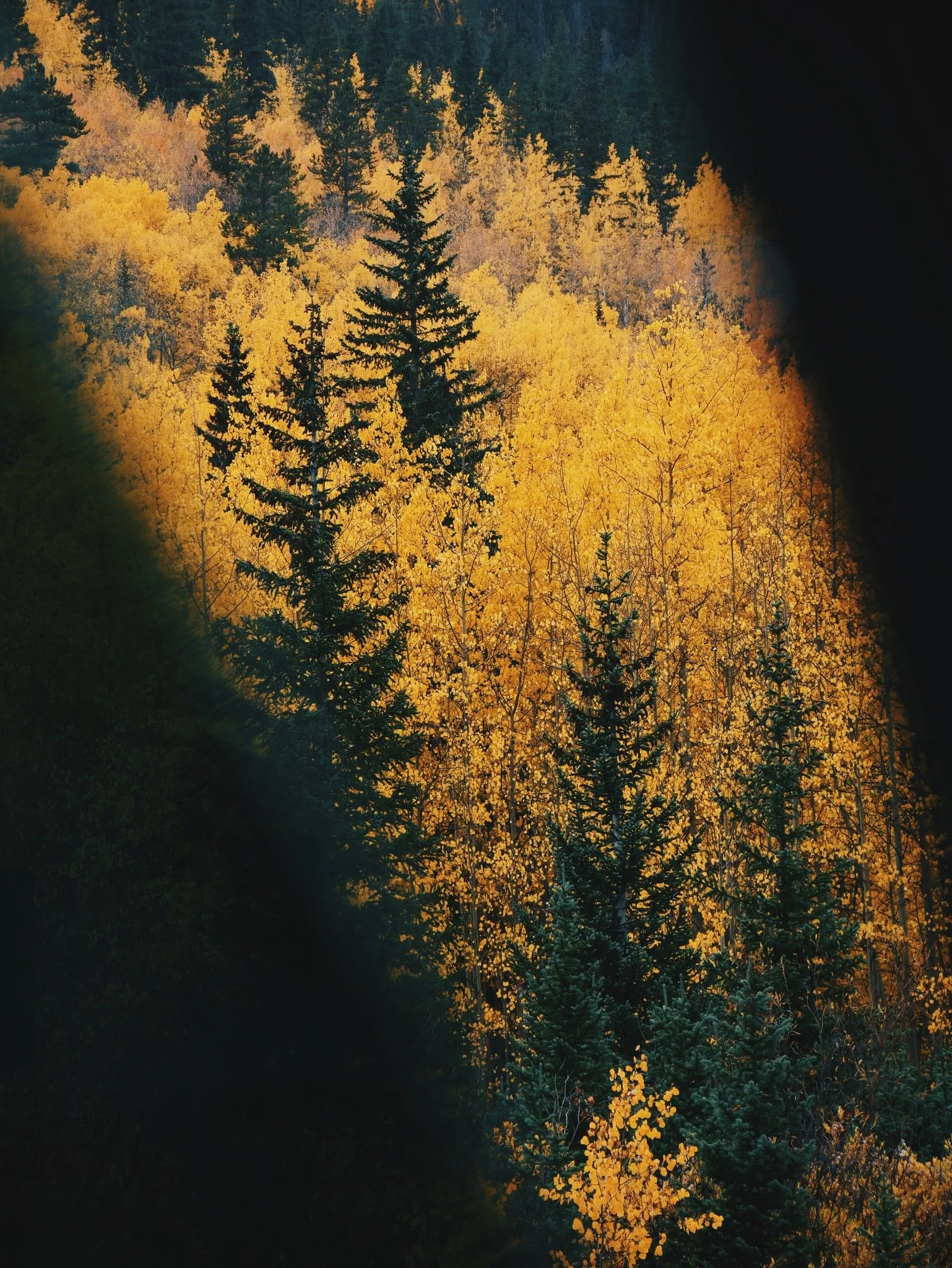 Colors changing, season changing, roots stay the same
